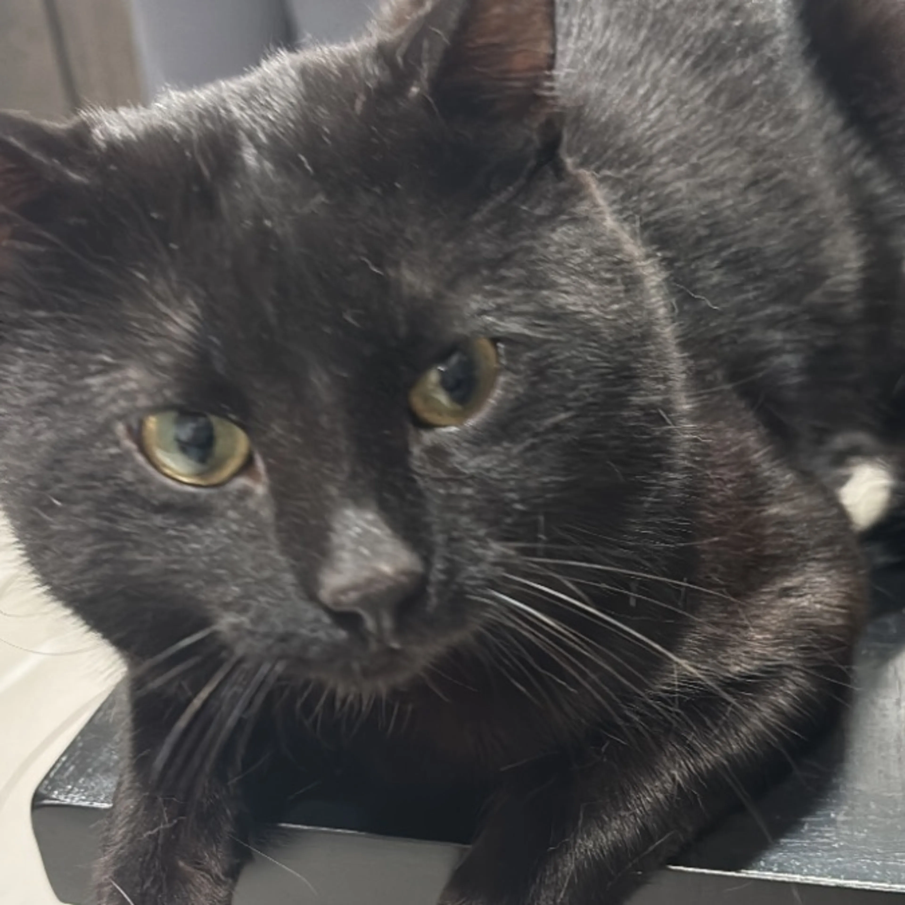 Lost pet-0