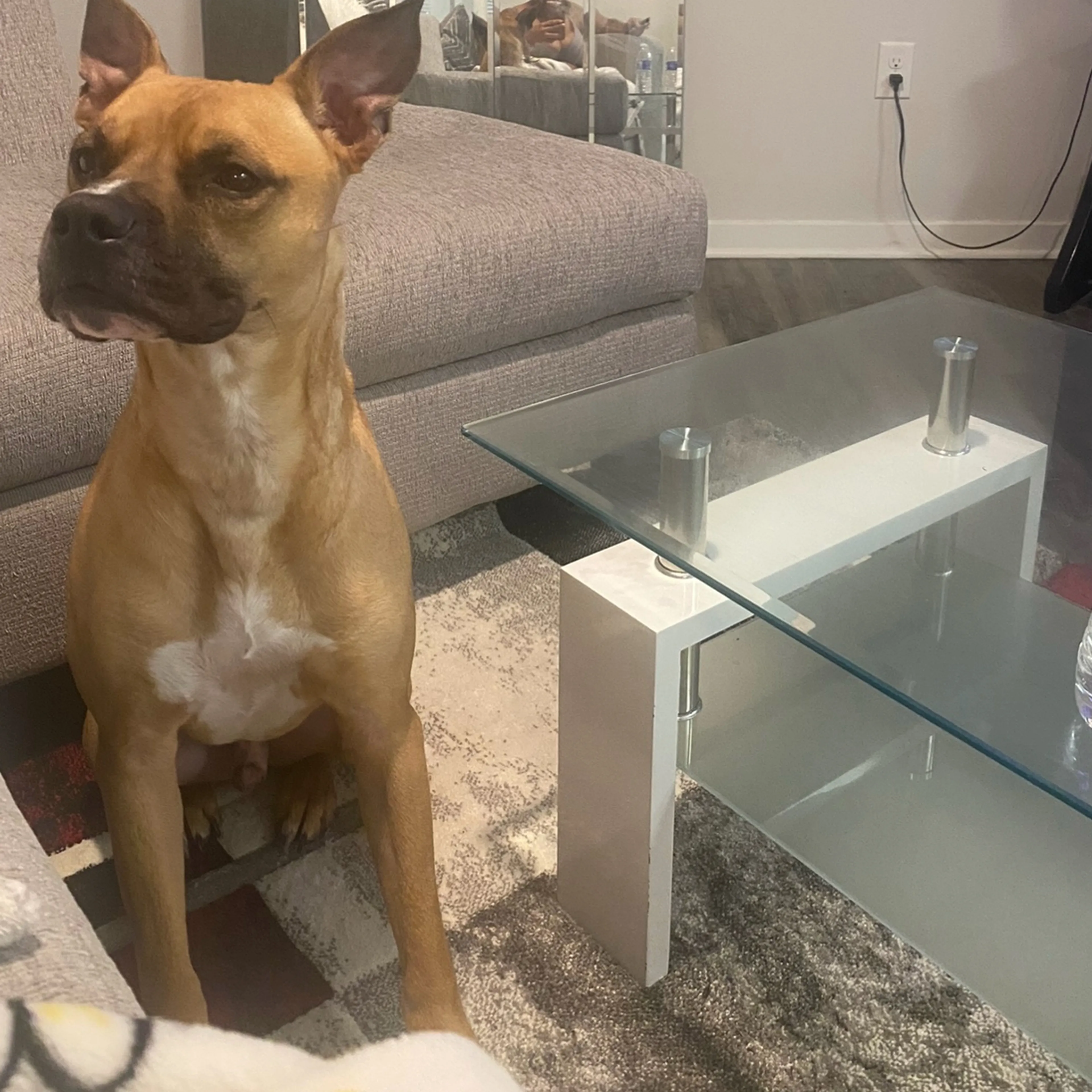 Lost pet-1