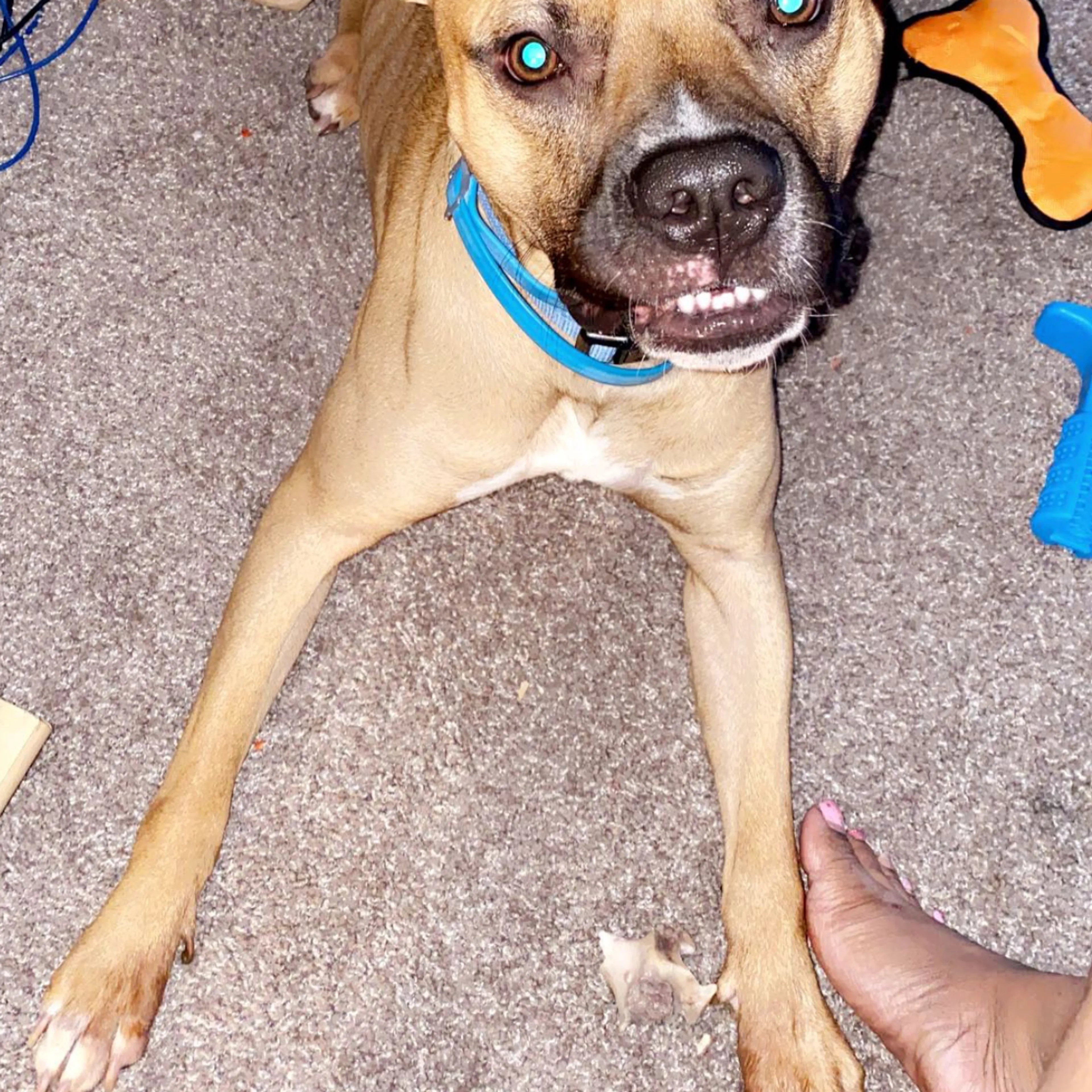 Lost pet-3