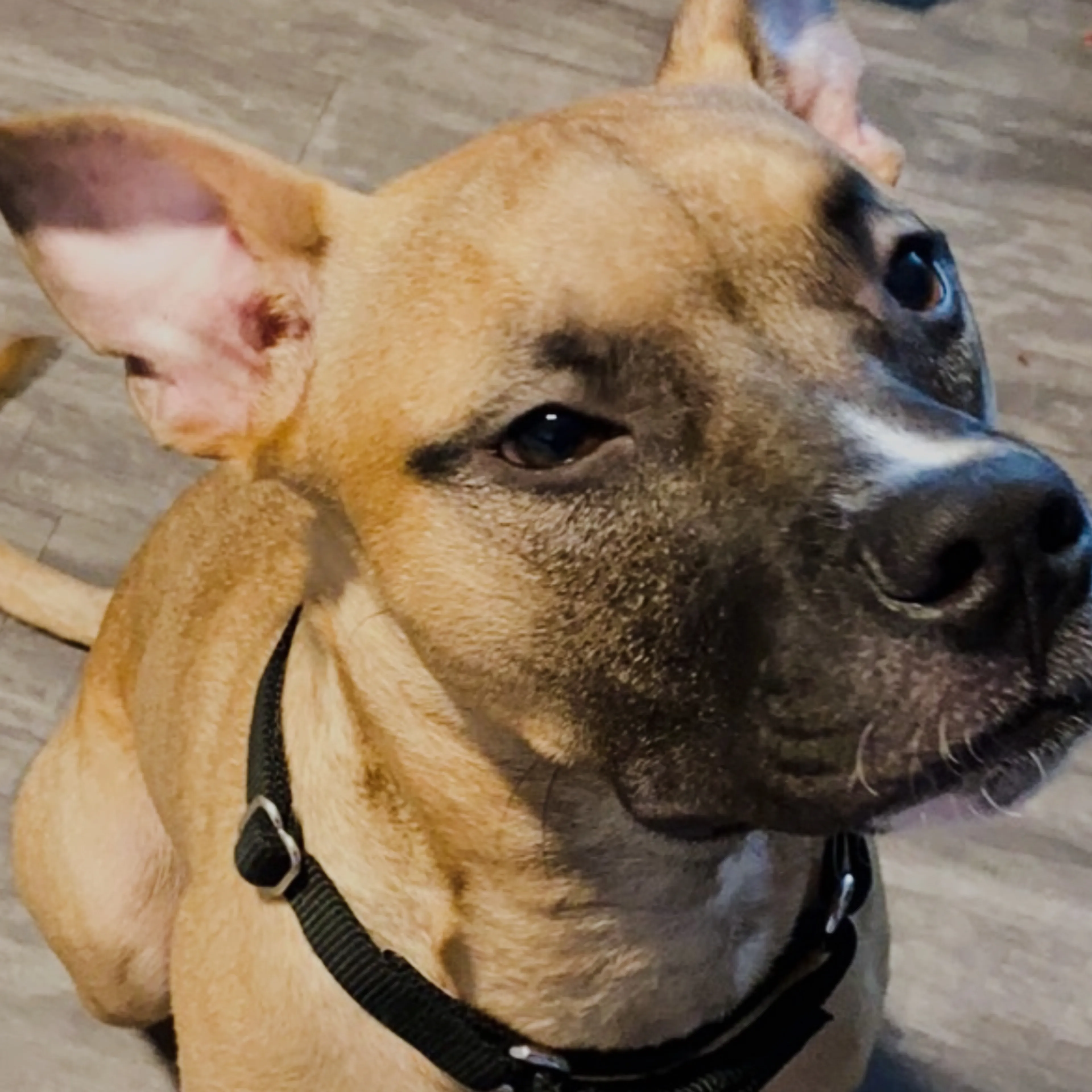 Lost pet-2