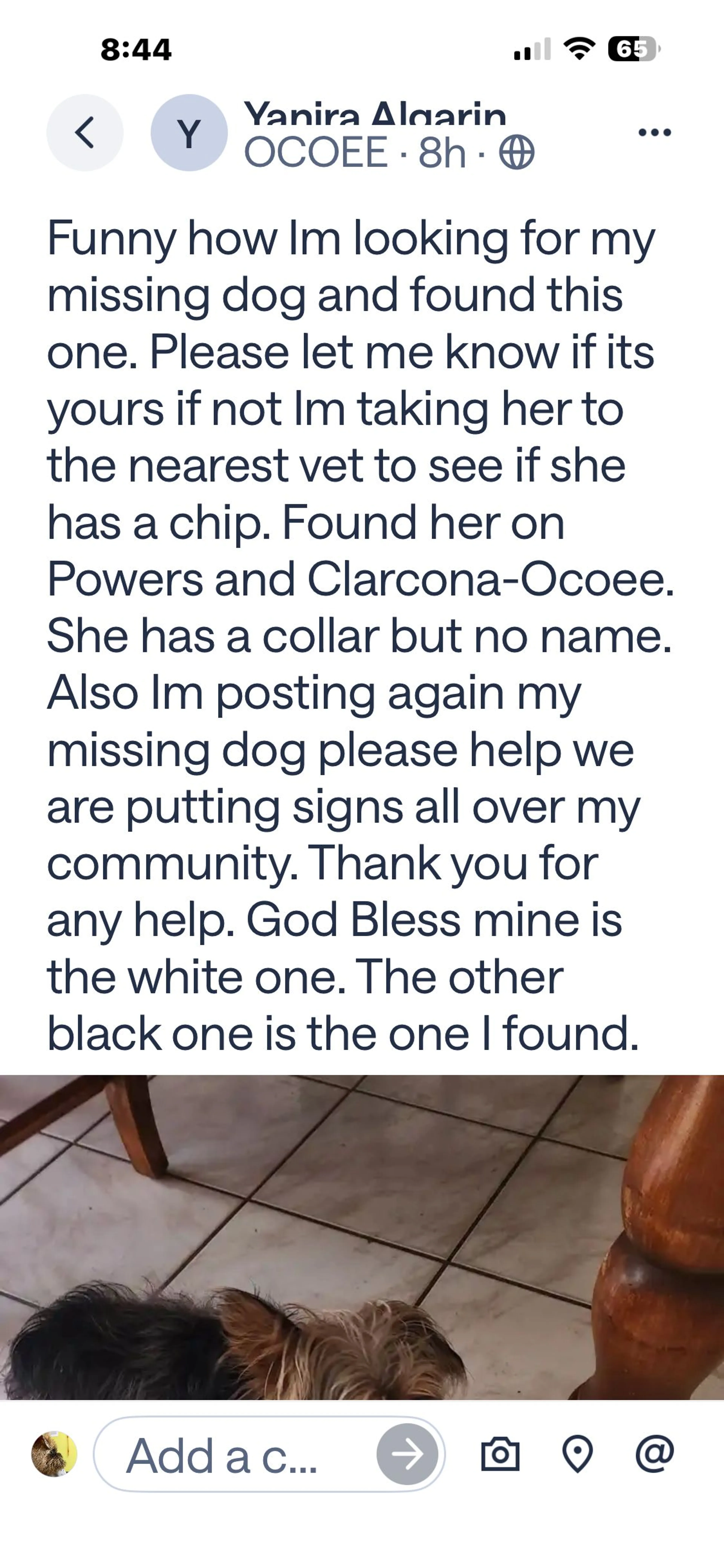 Lost pet-1