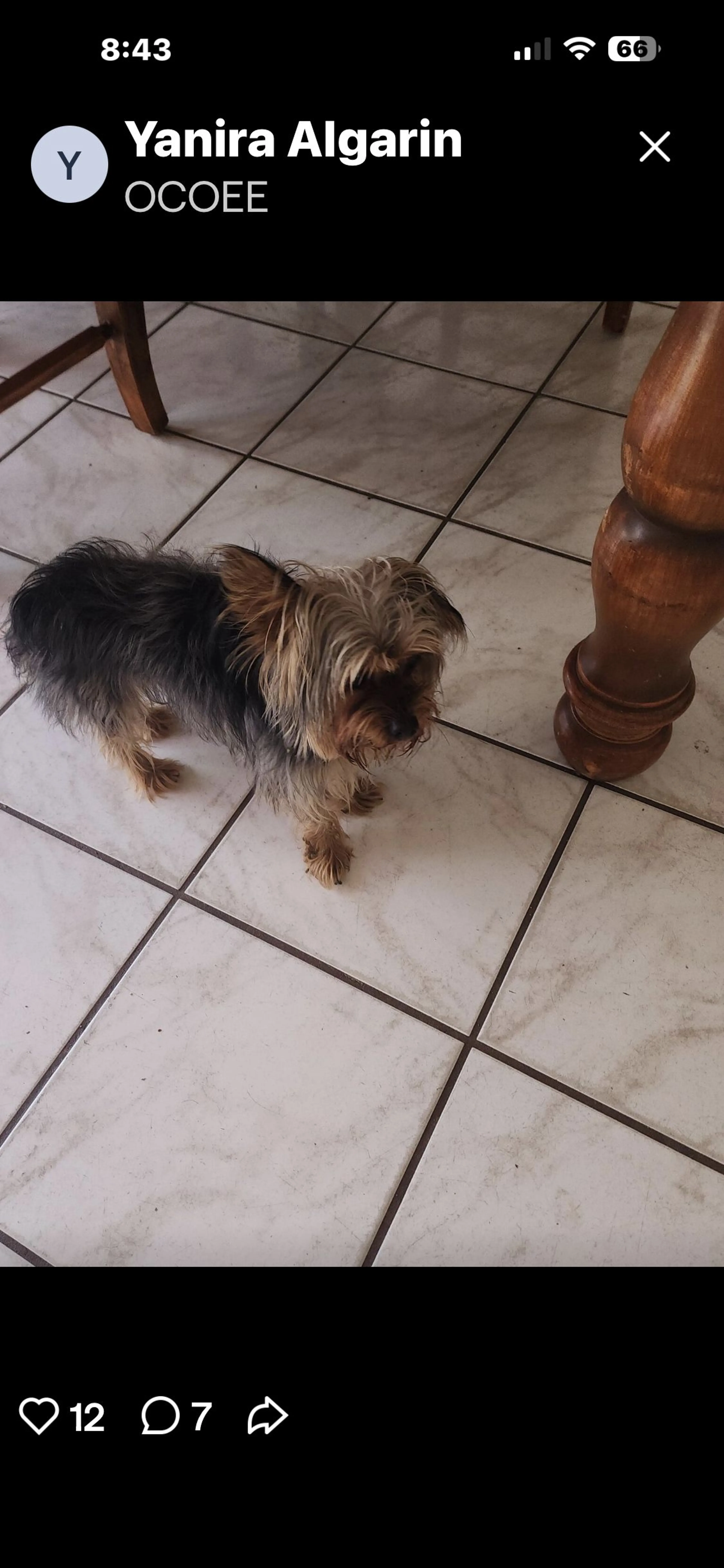 Lost pet-0
