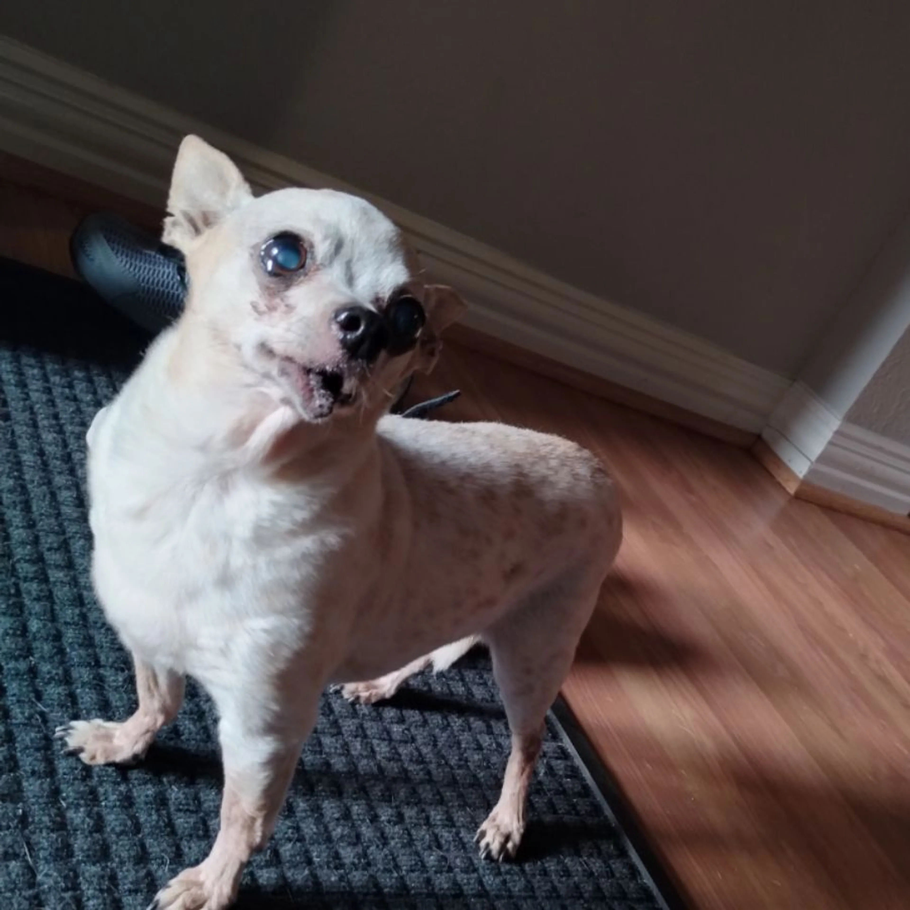 Found pet