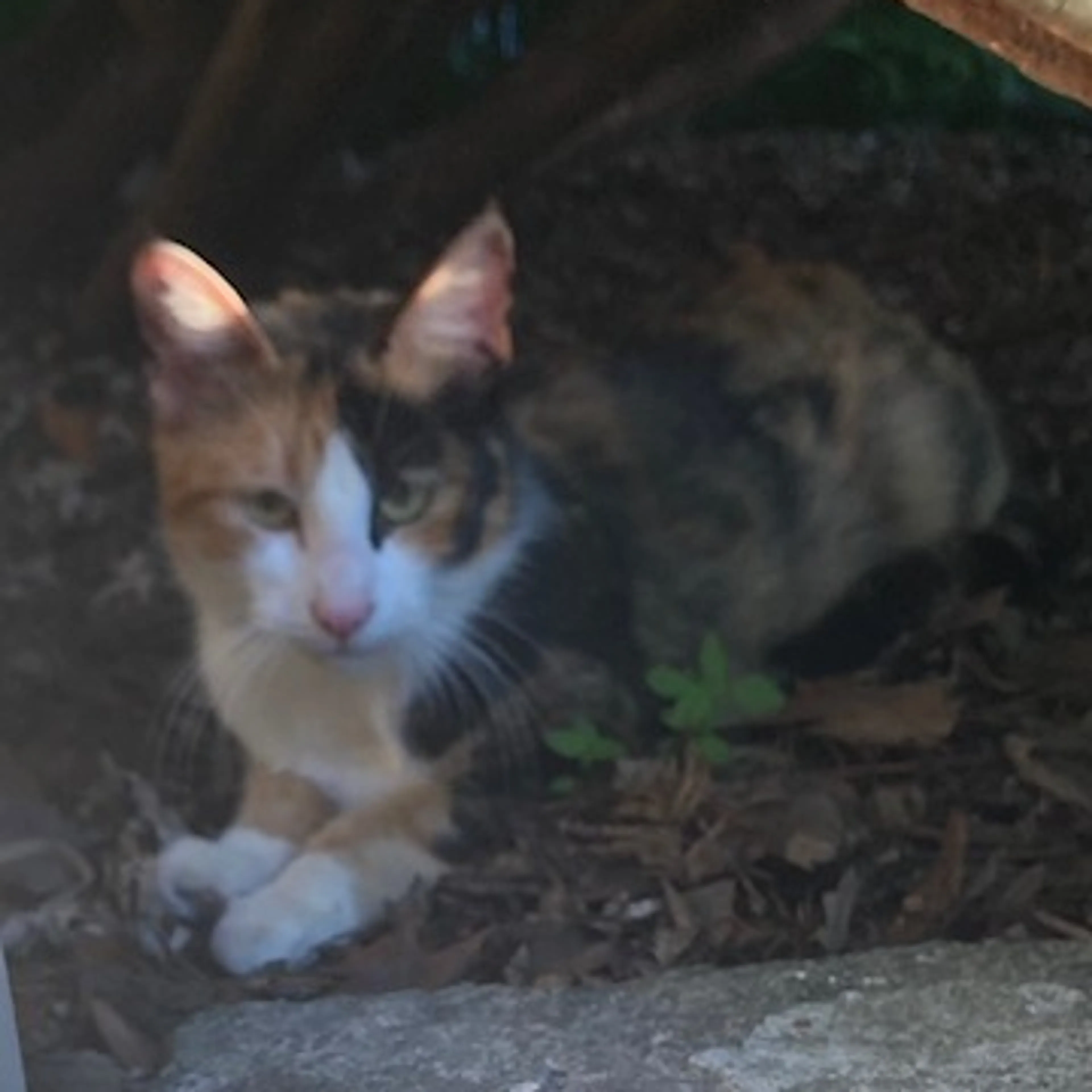 Found pet-1