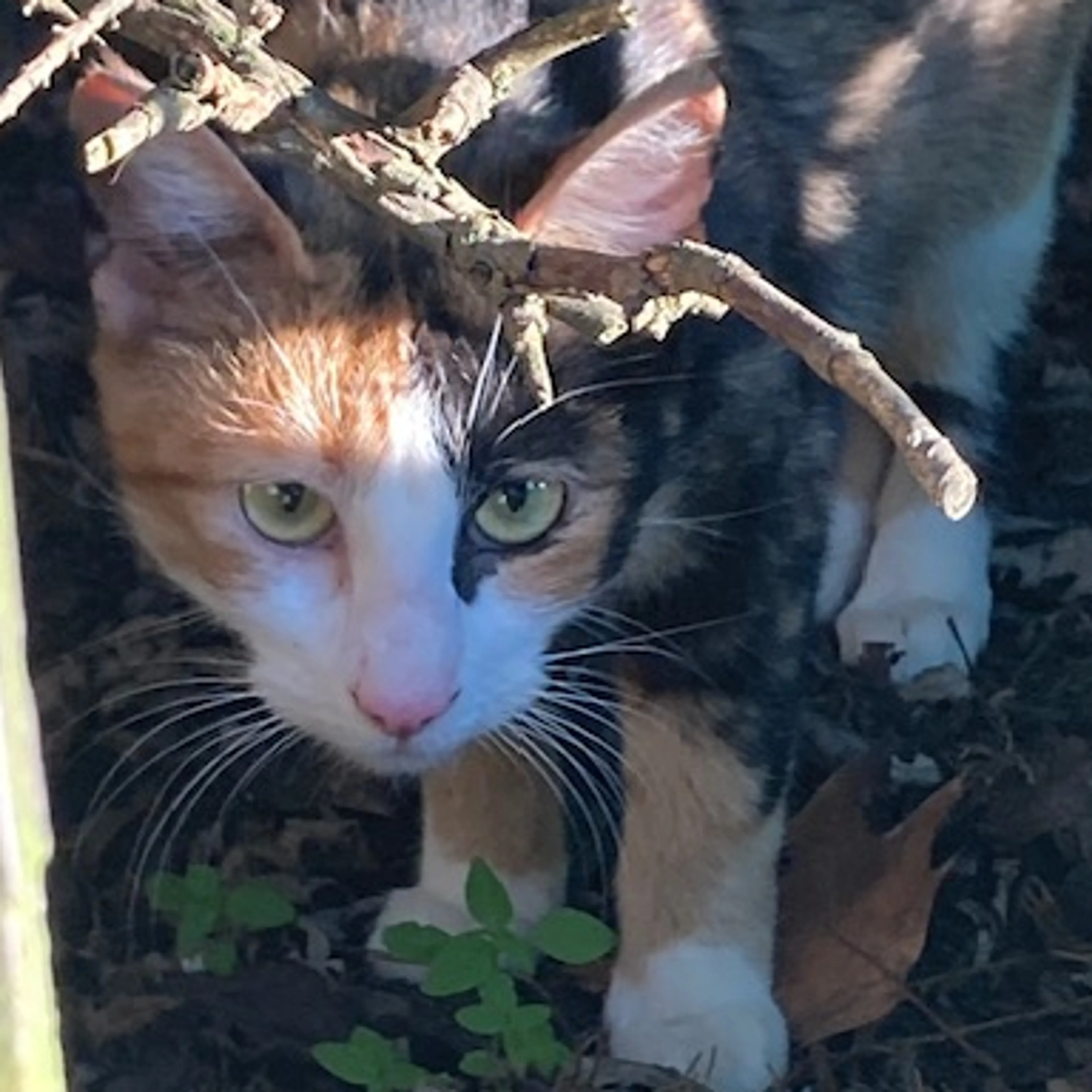 Found pet-2