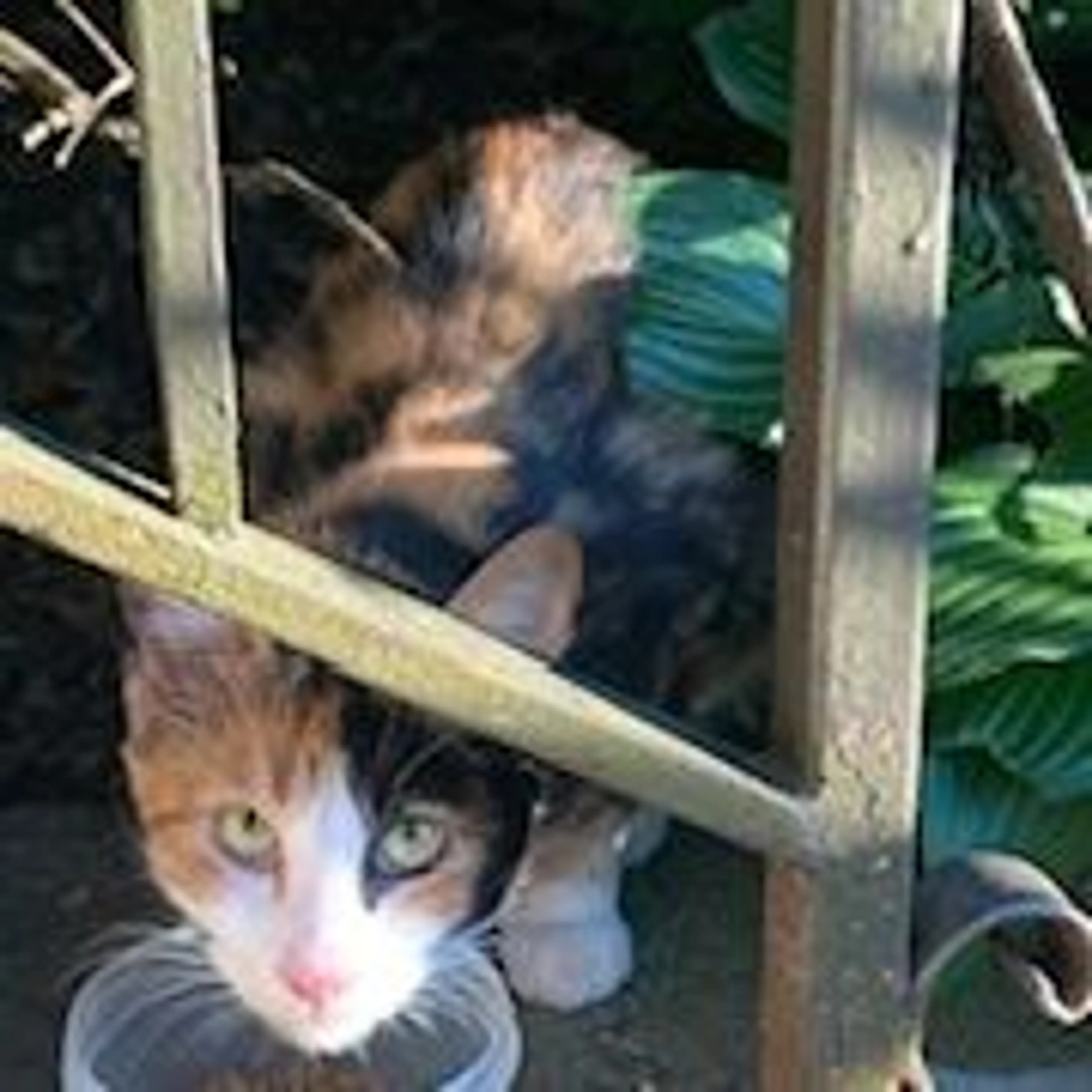 Found pet-0