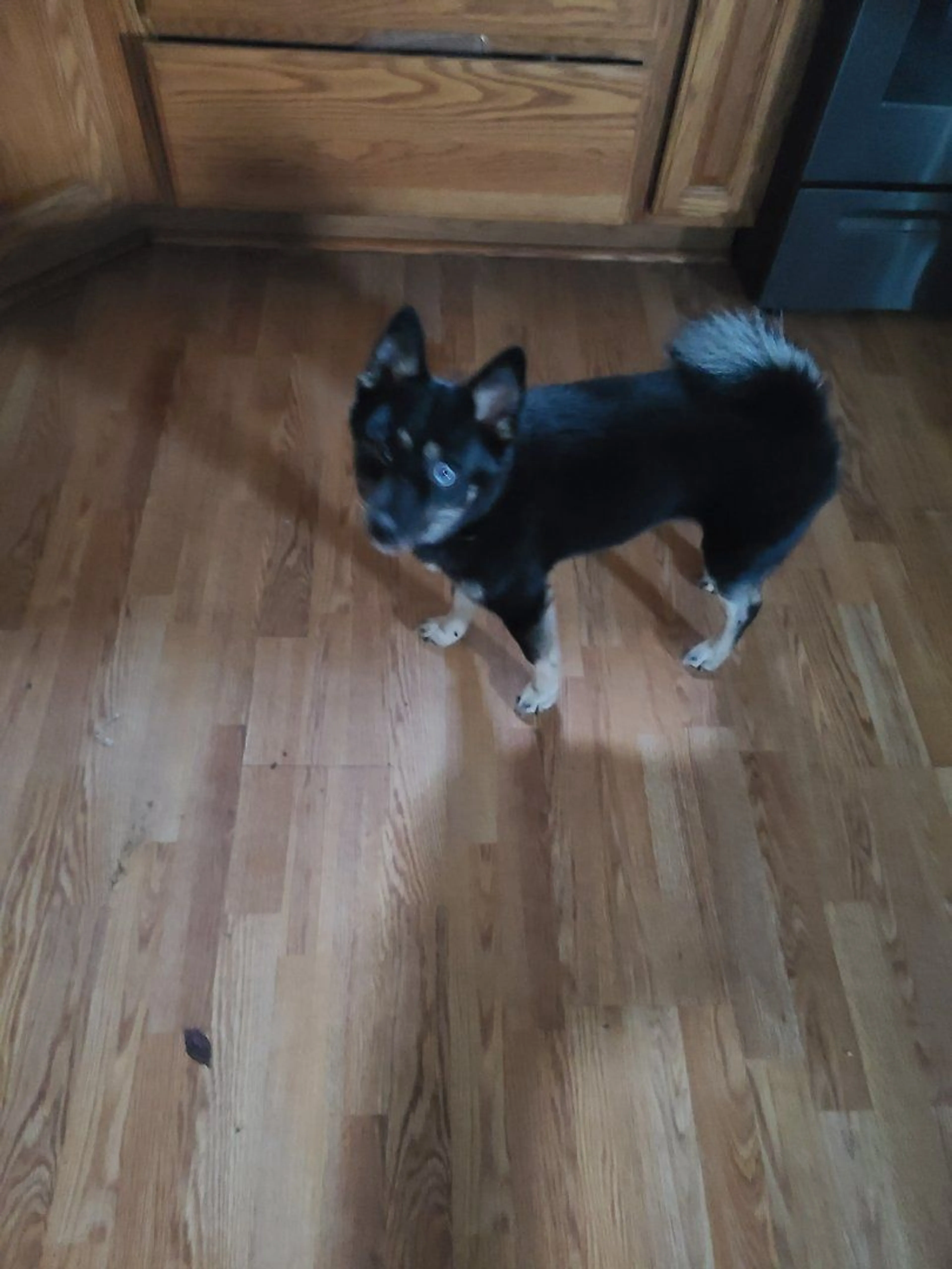 Lost pet