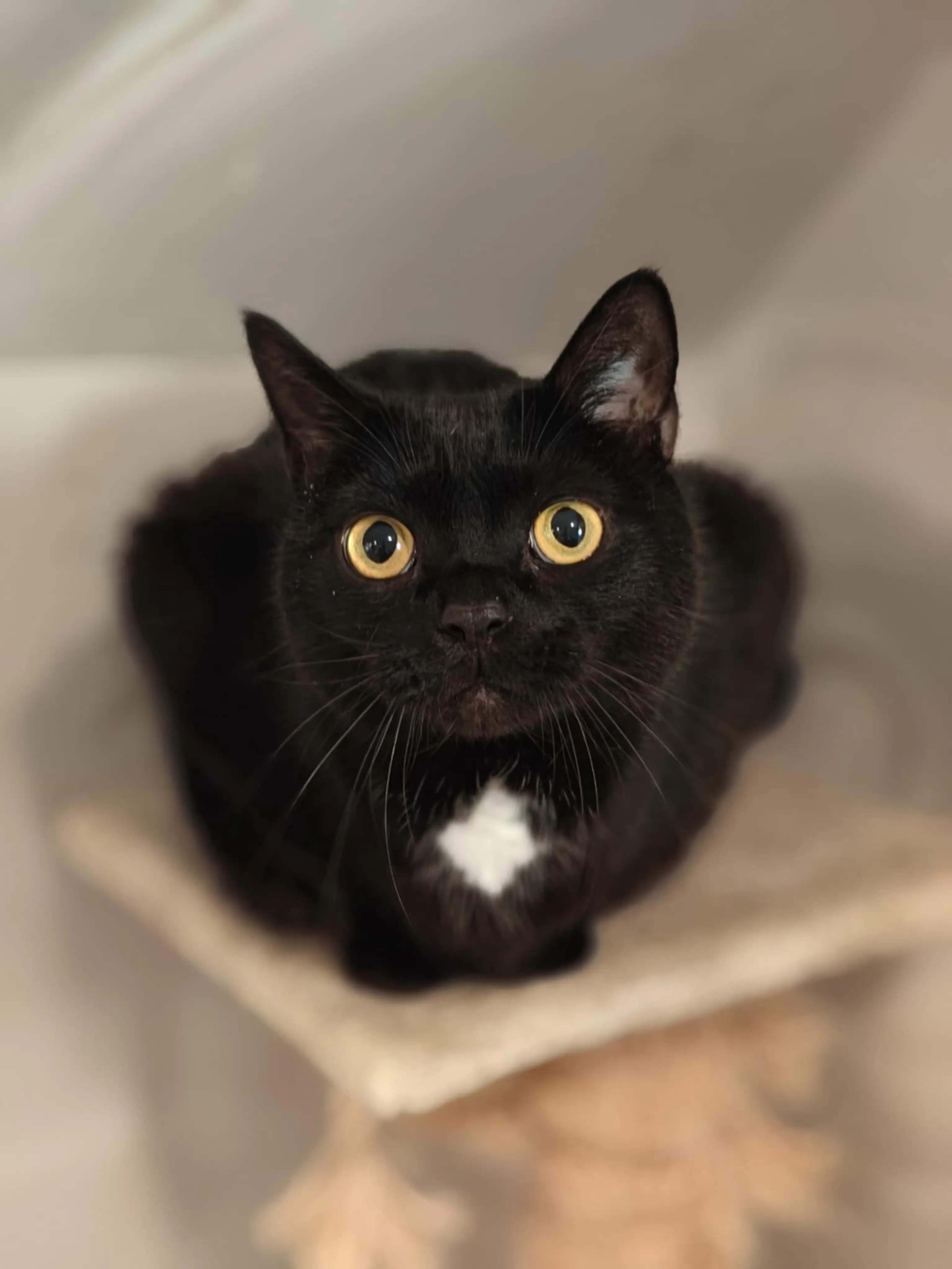 Lost pet-0