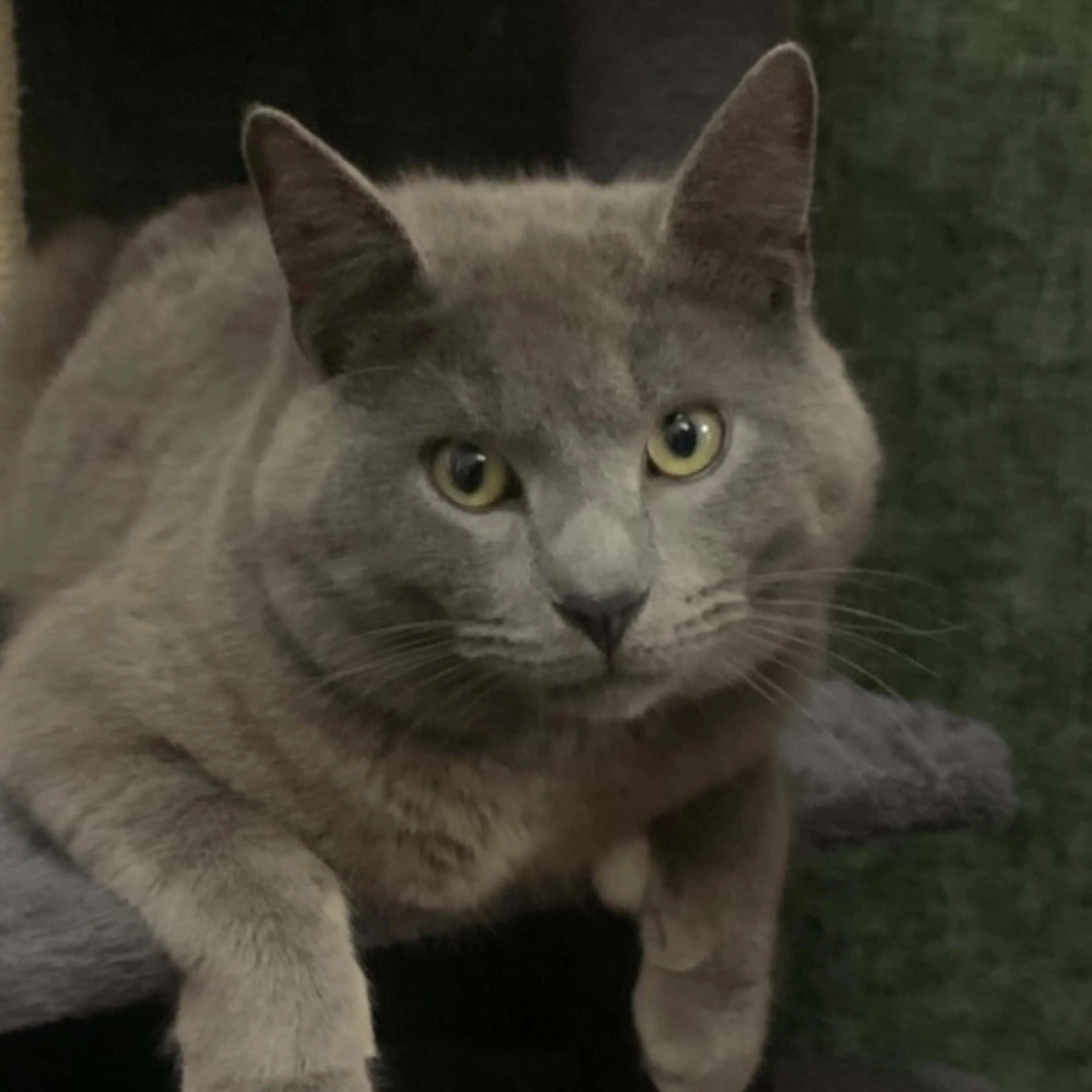 Lost pet