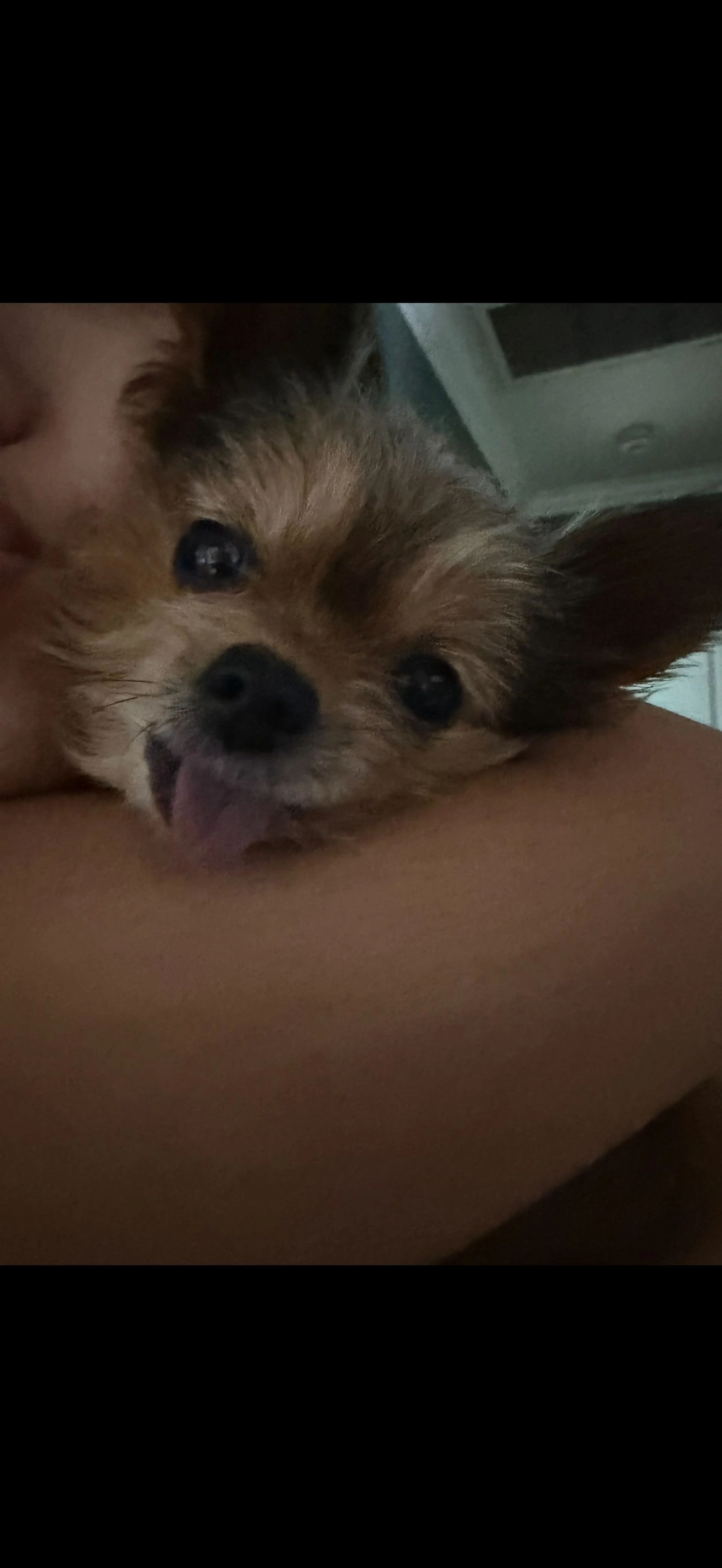 Lost pet-3