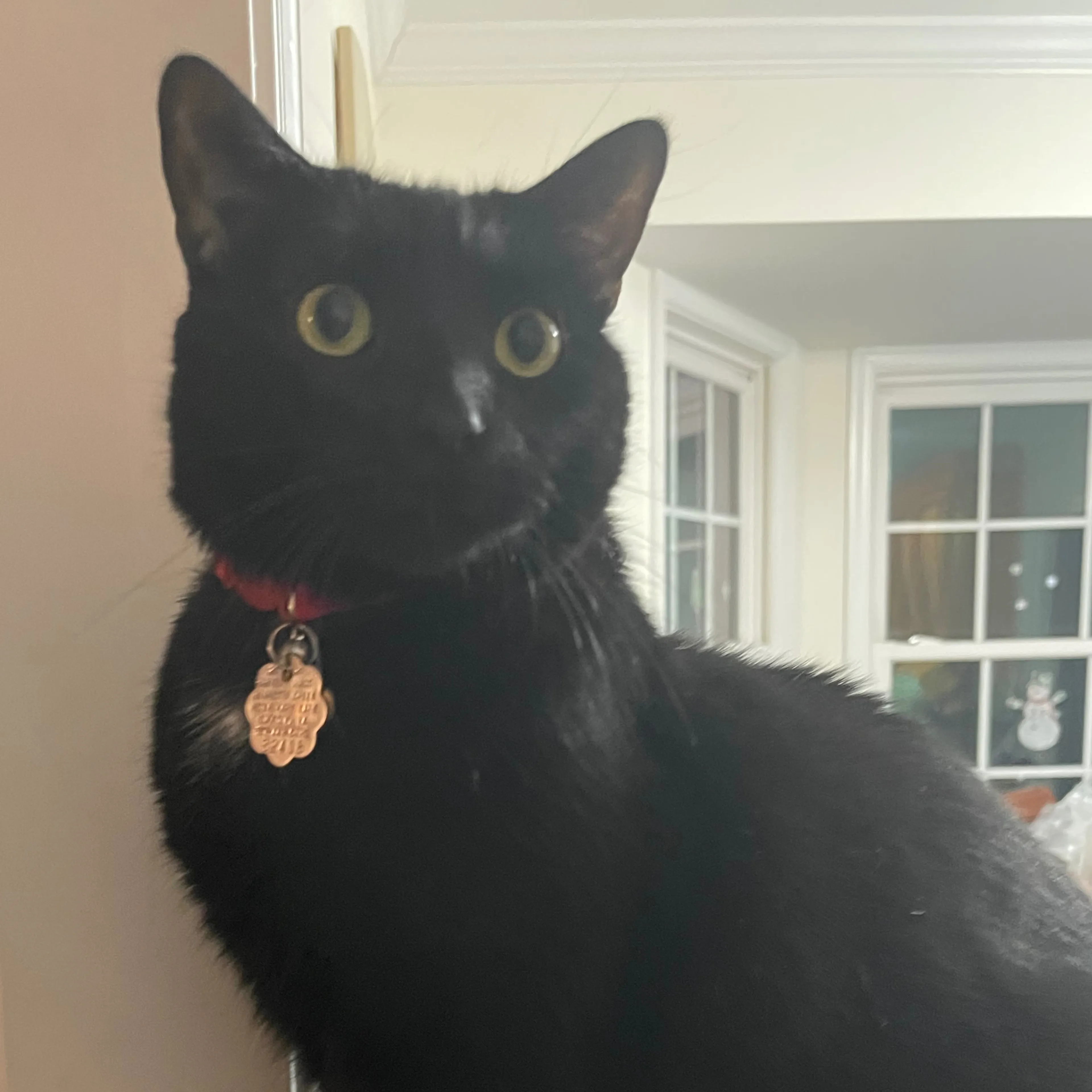 Lost pet-1