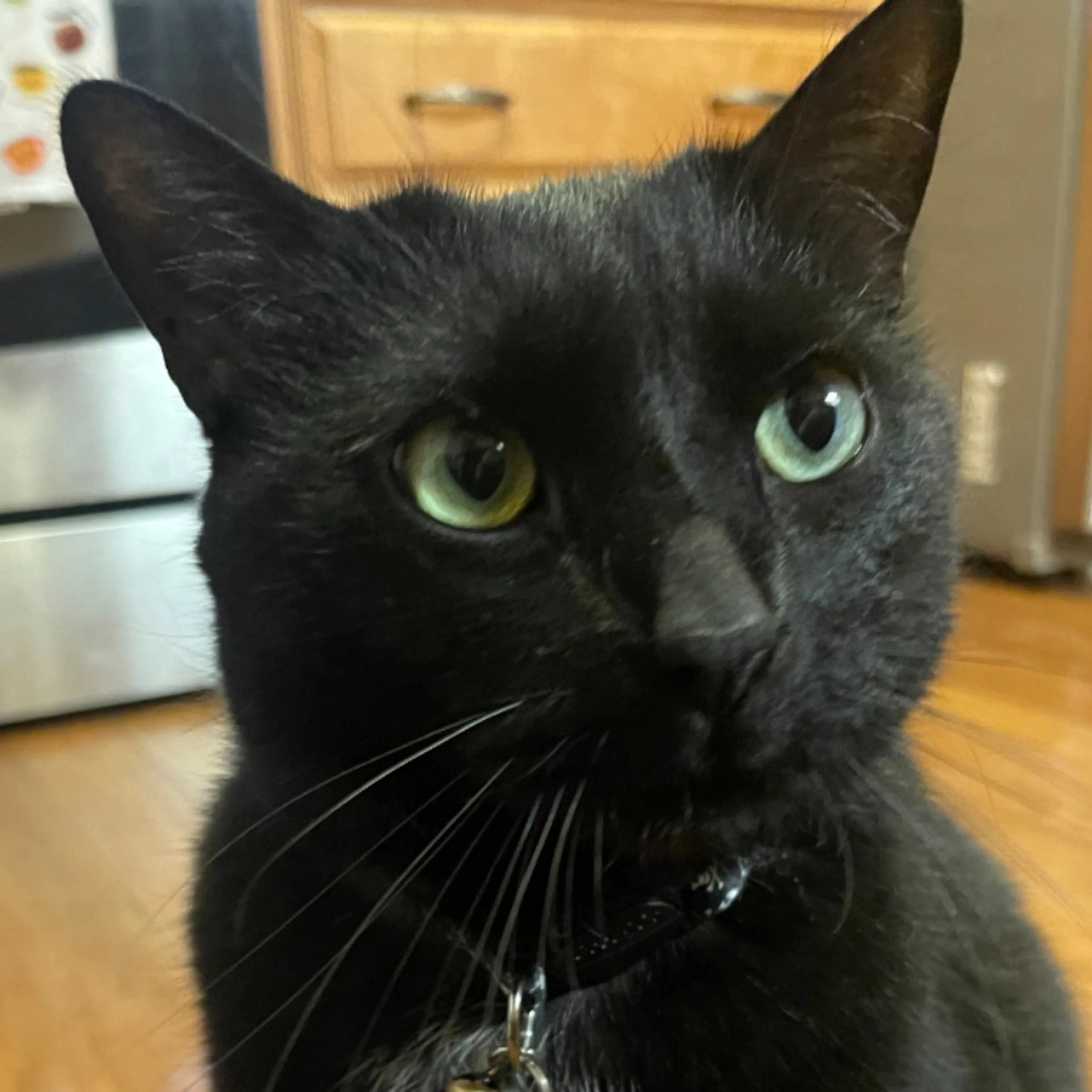 Lost pet-0