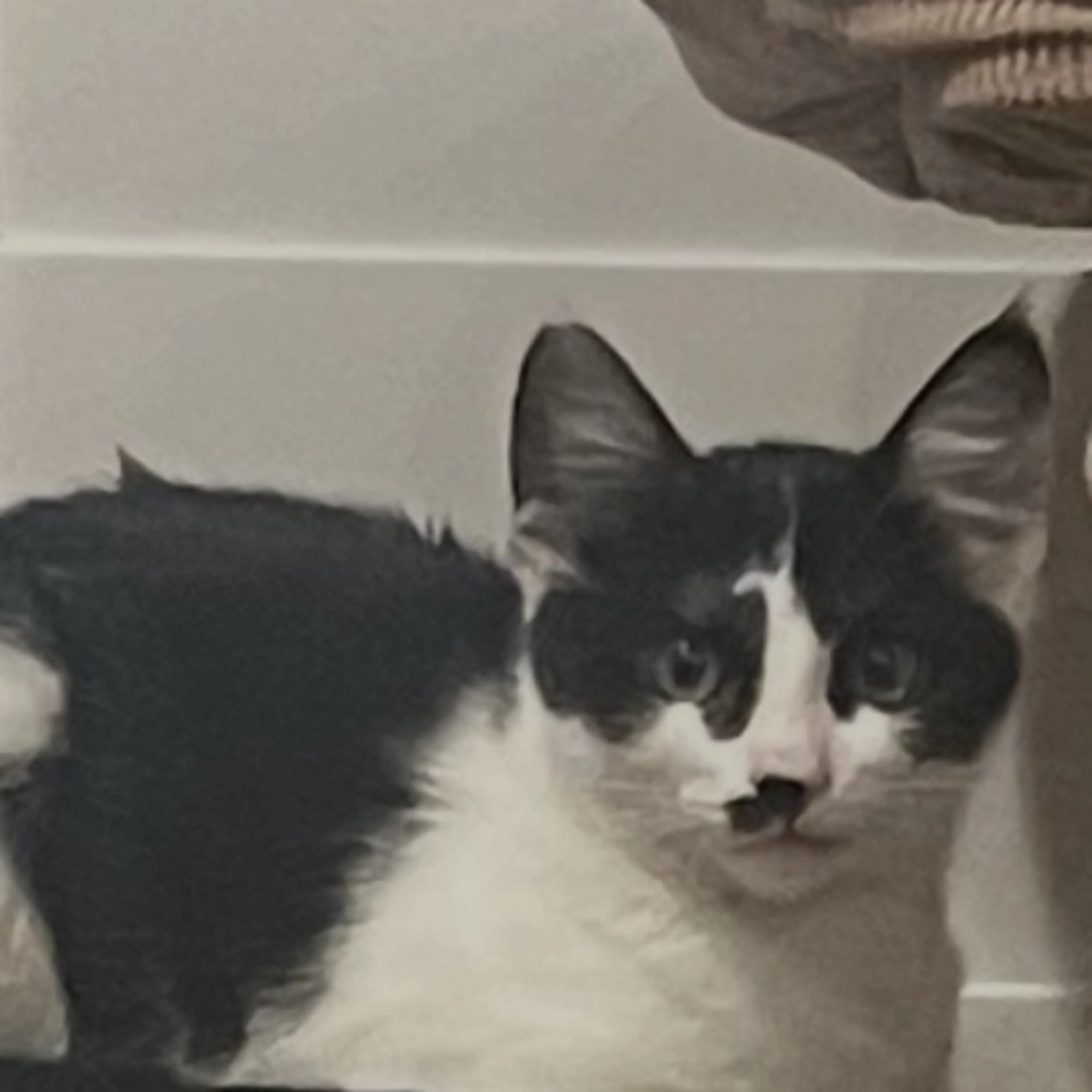 Lost pet