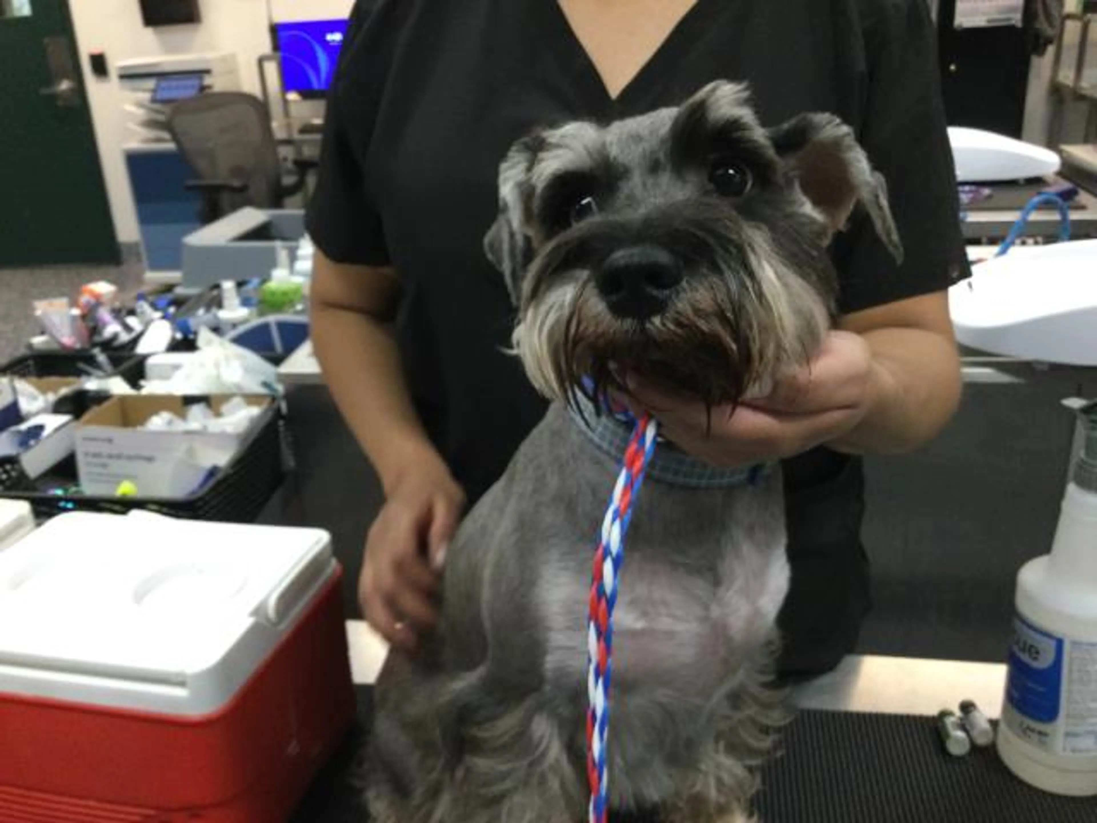 Found pet