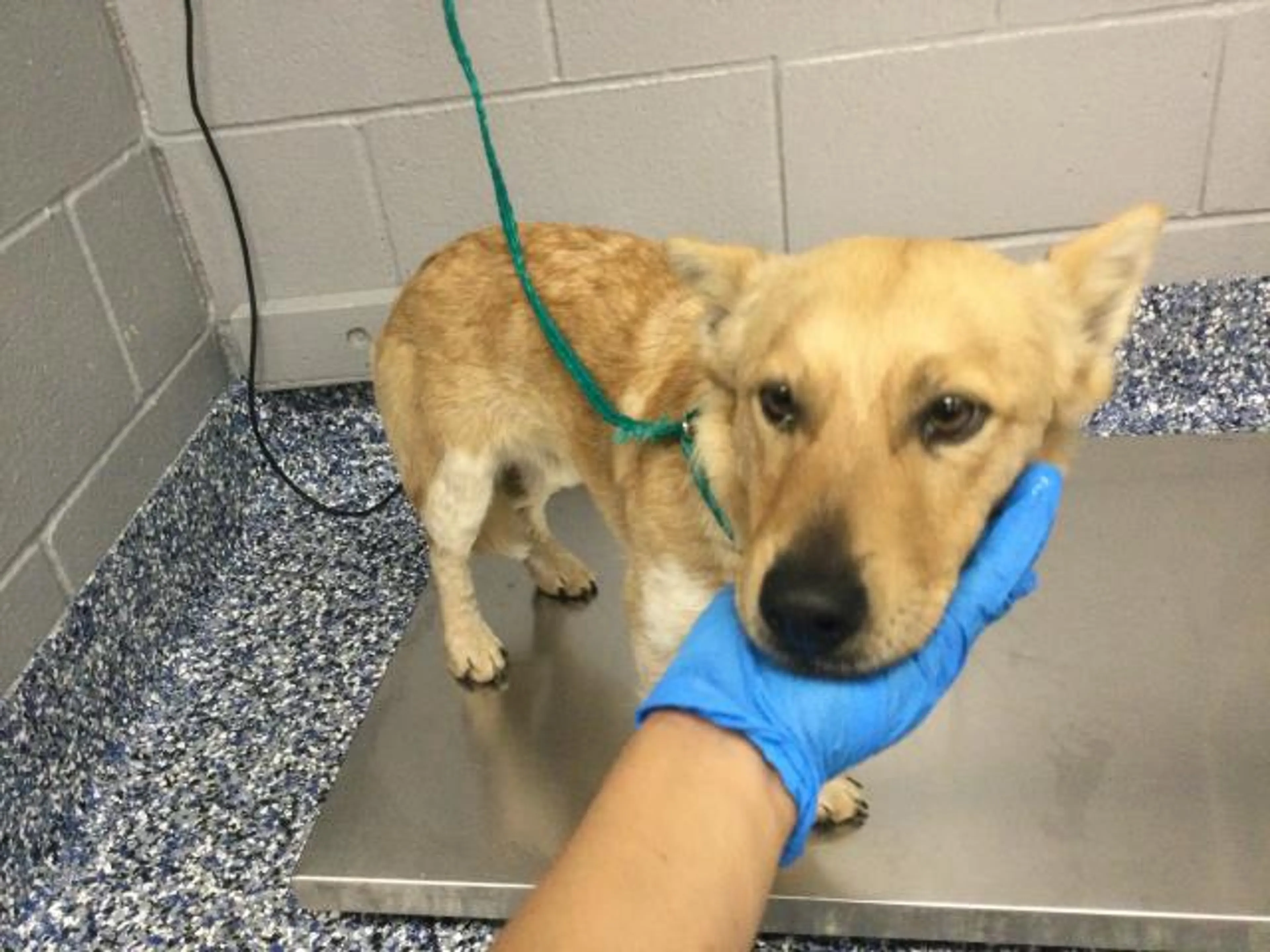Found pet
