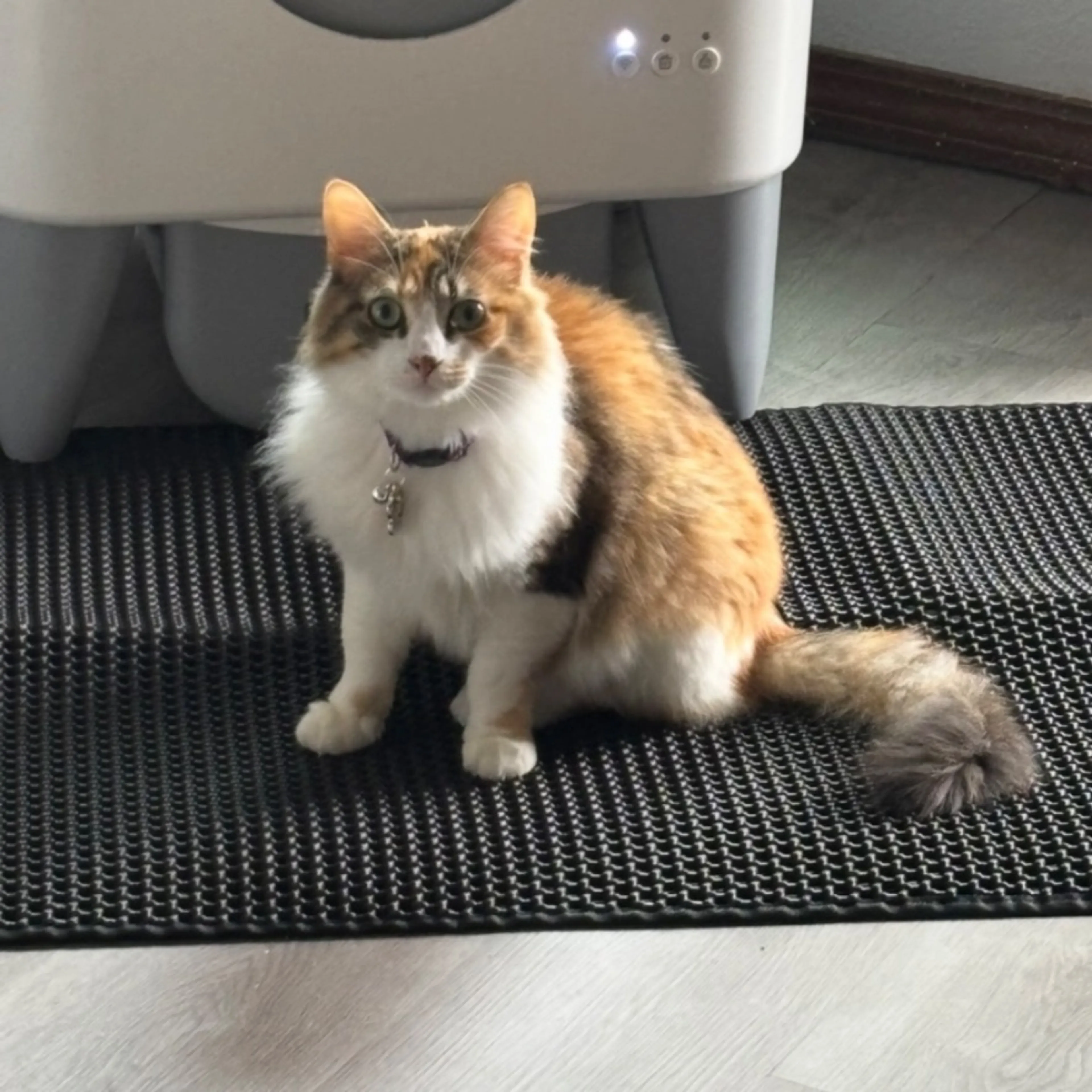 Lost pet