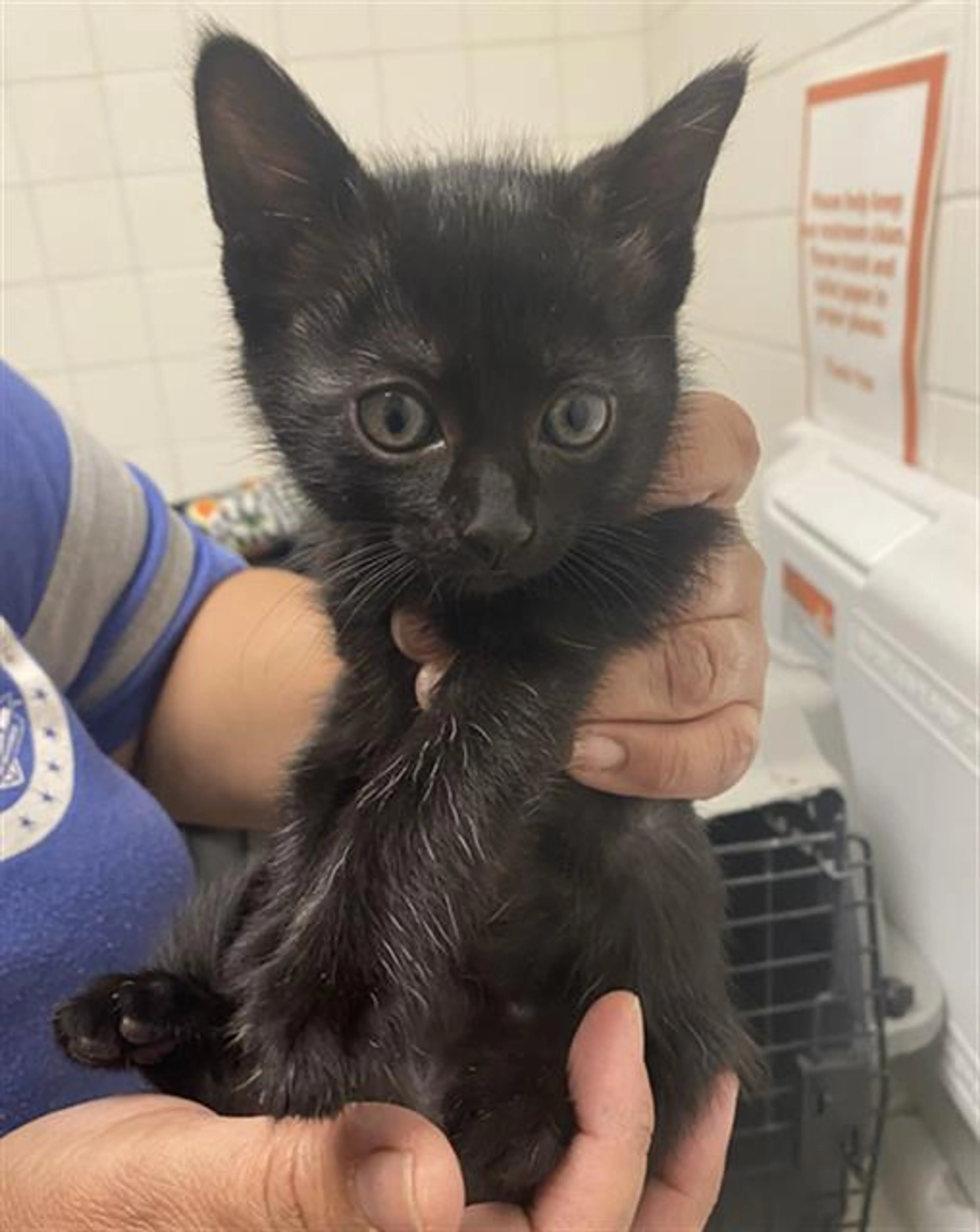 Found pet