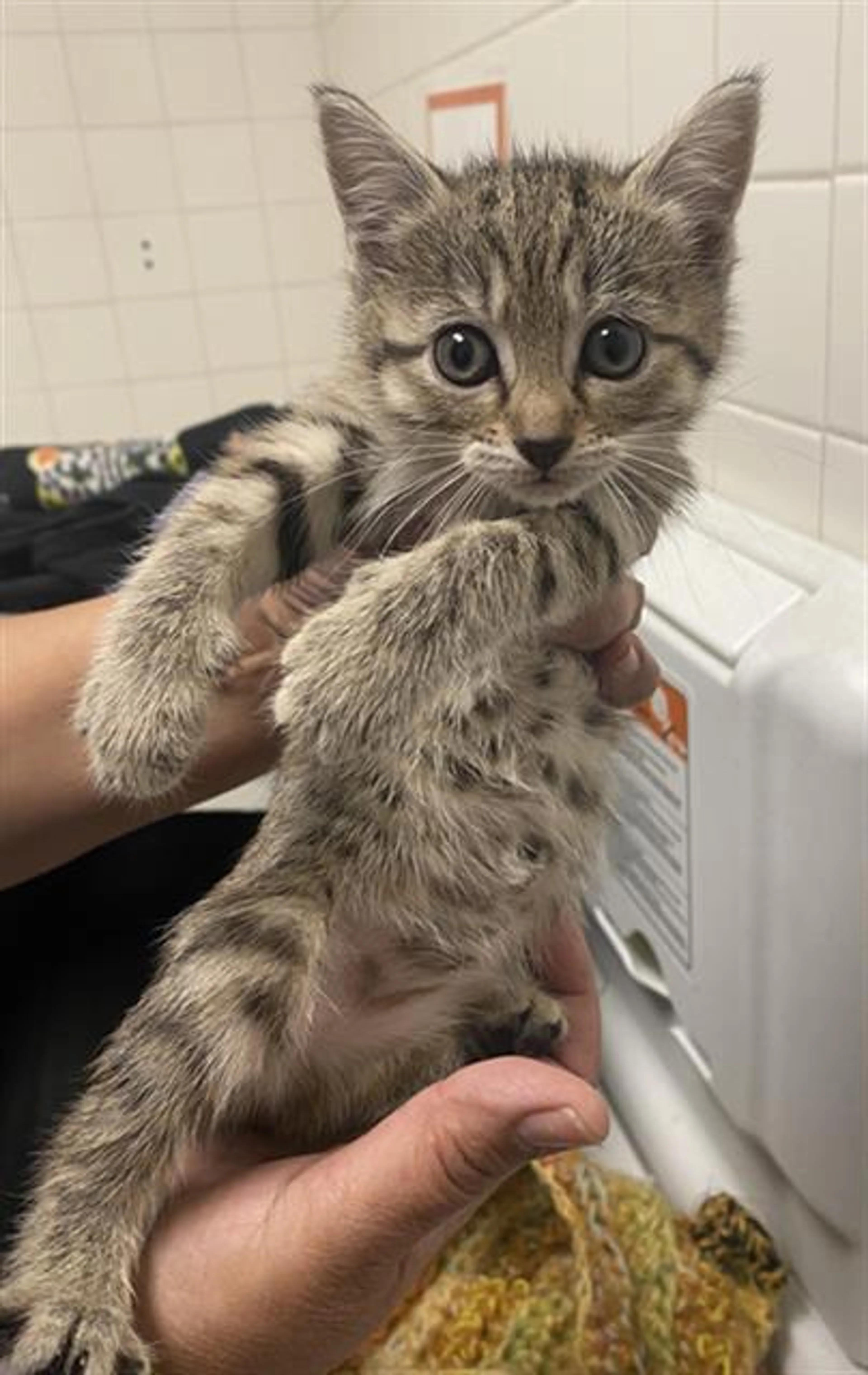 Found pet