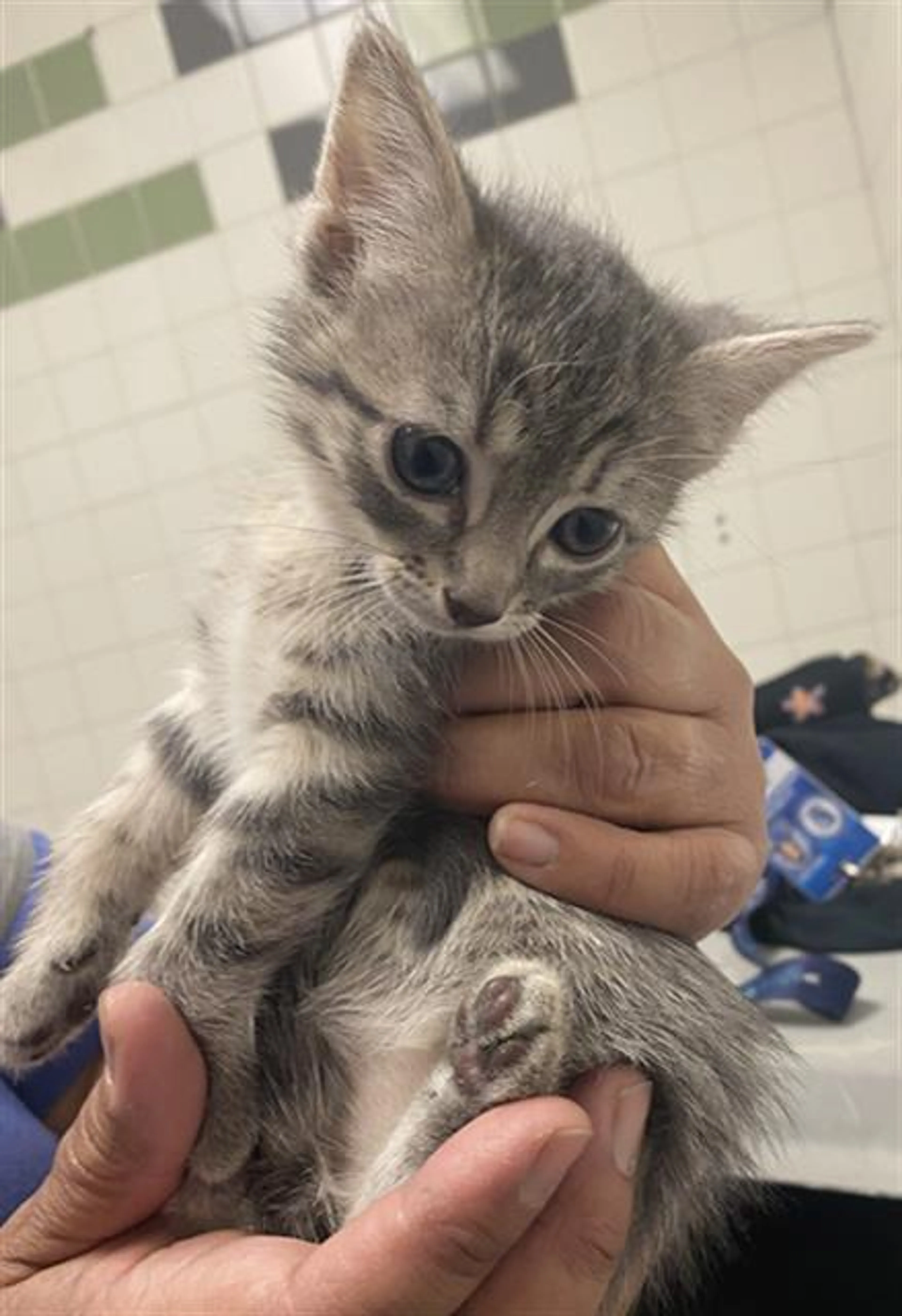 Found pet