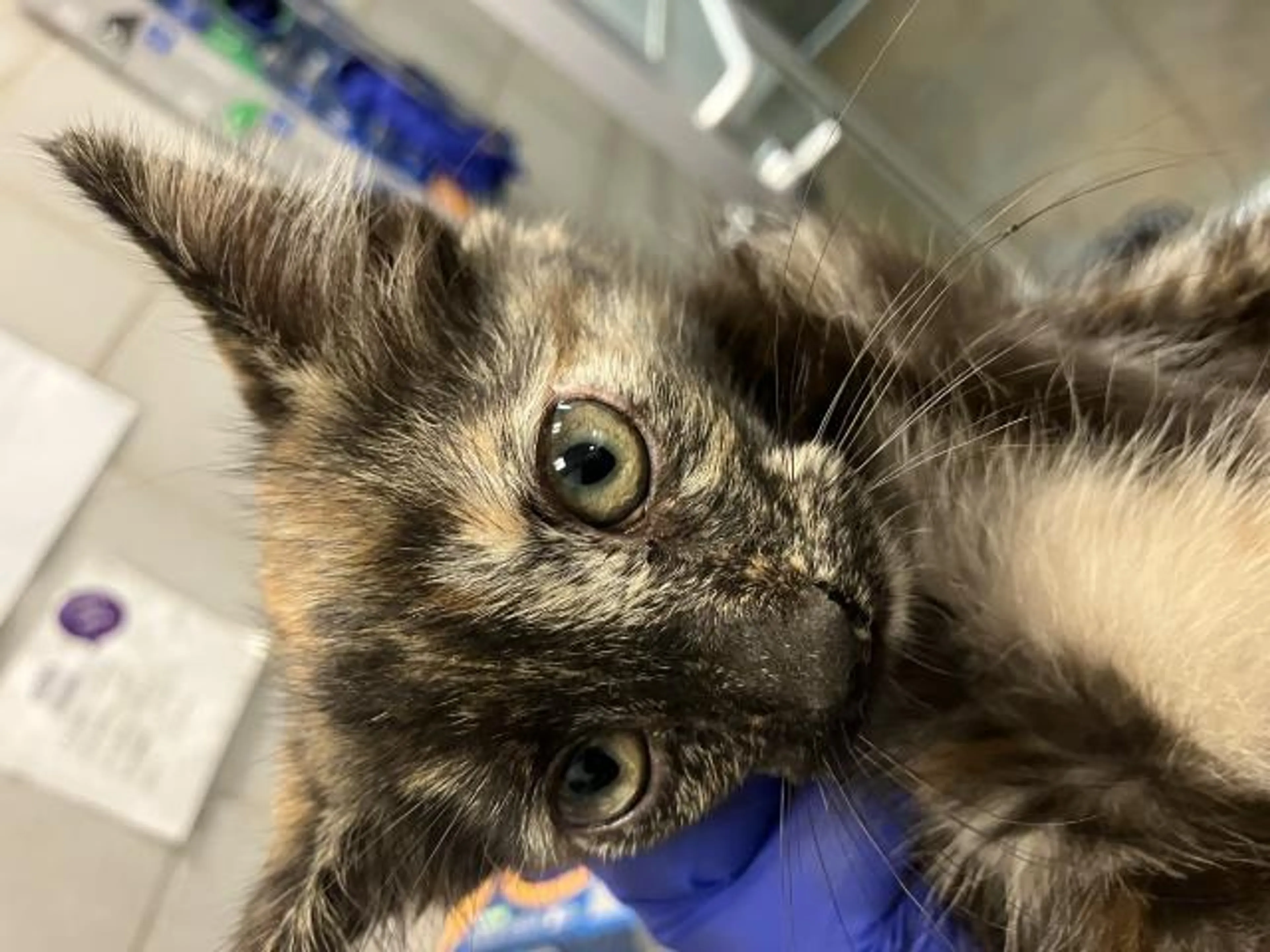 Found pet
