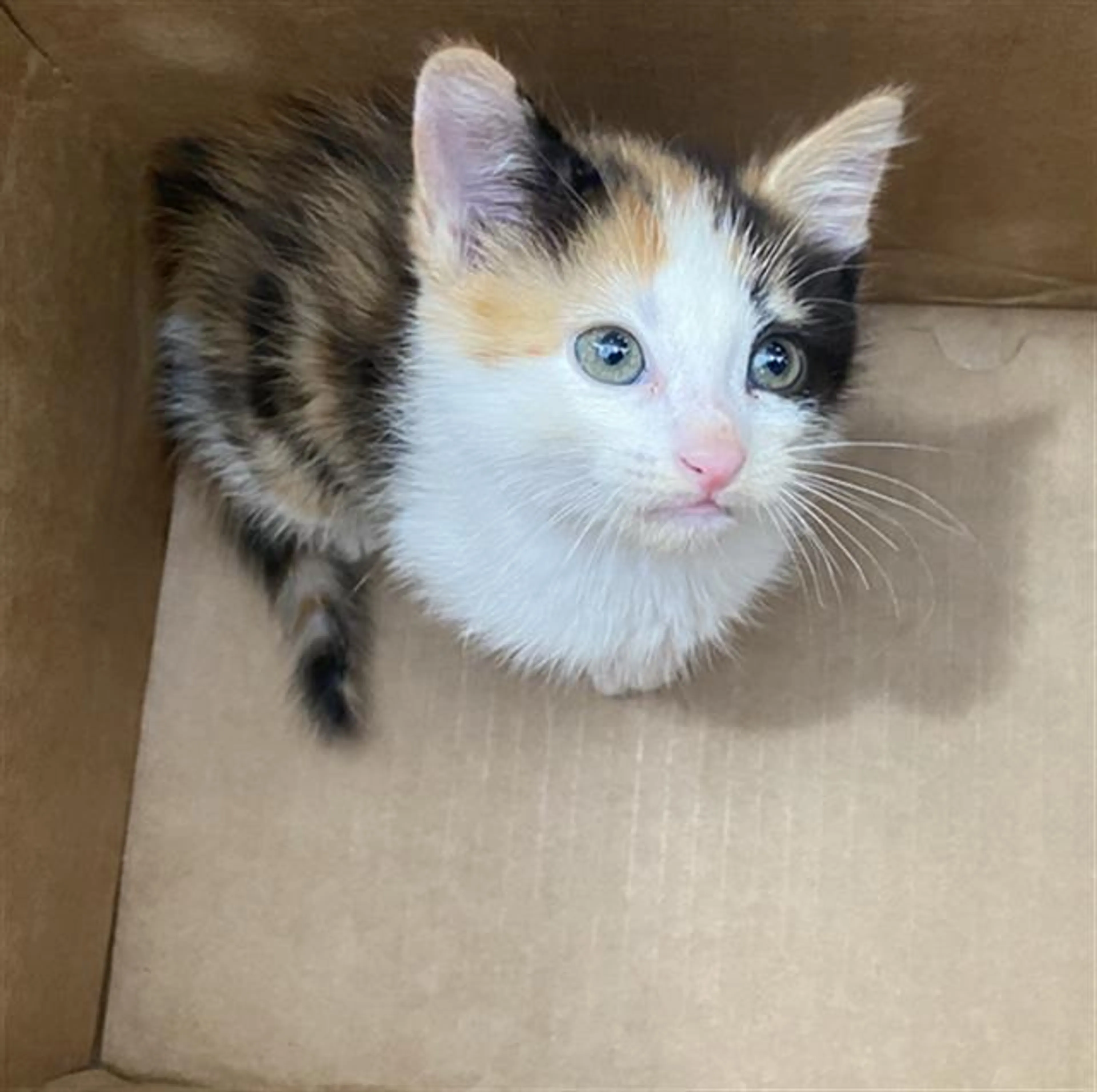 Found pet