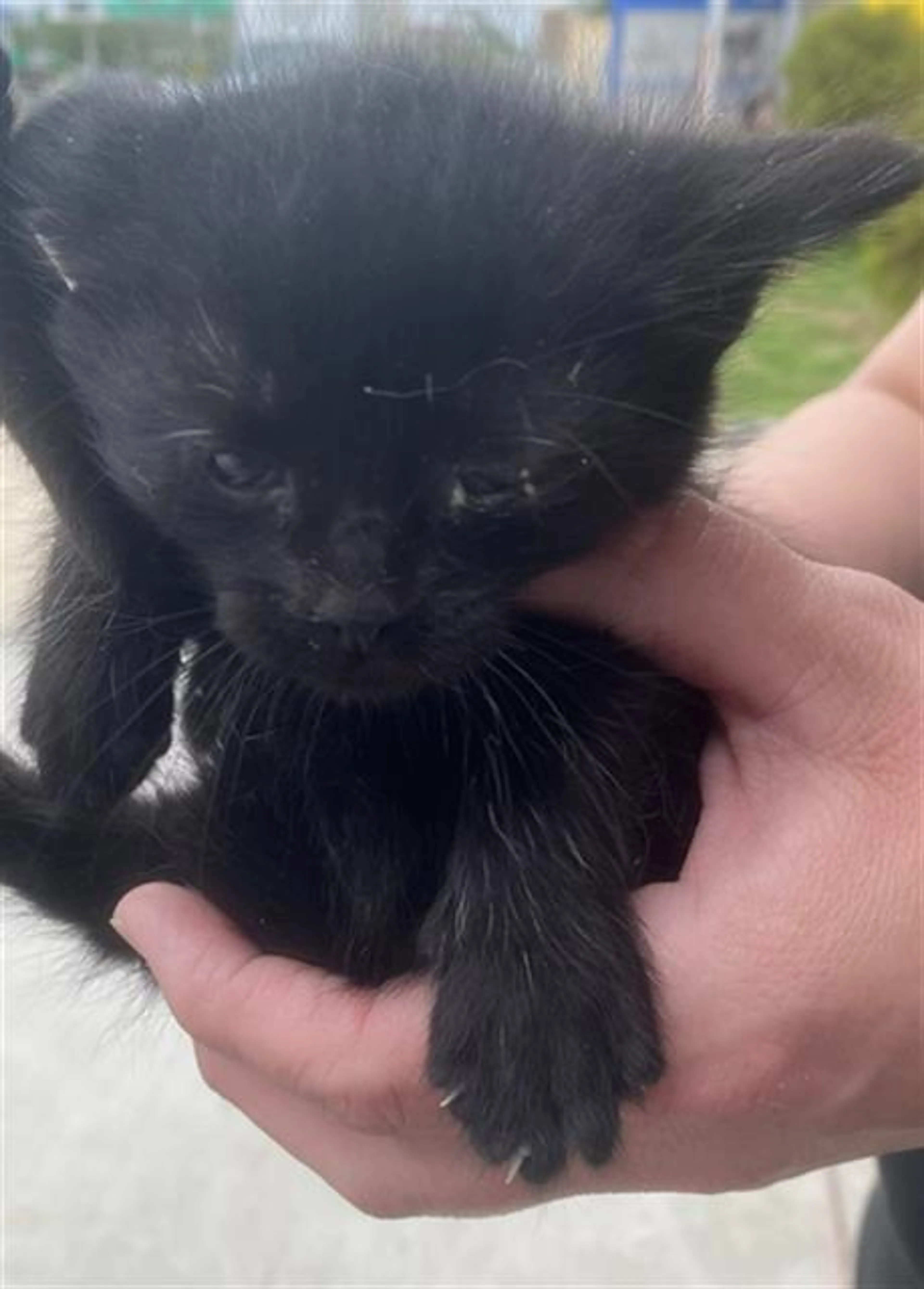 Found pet