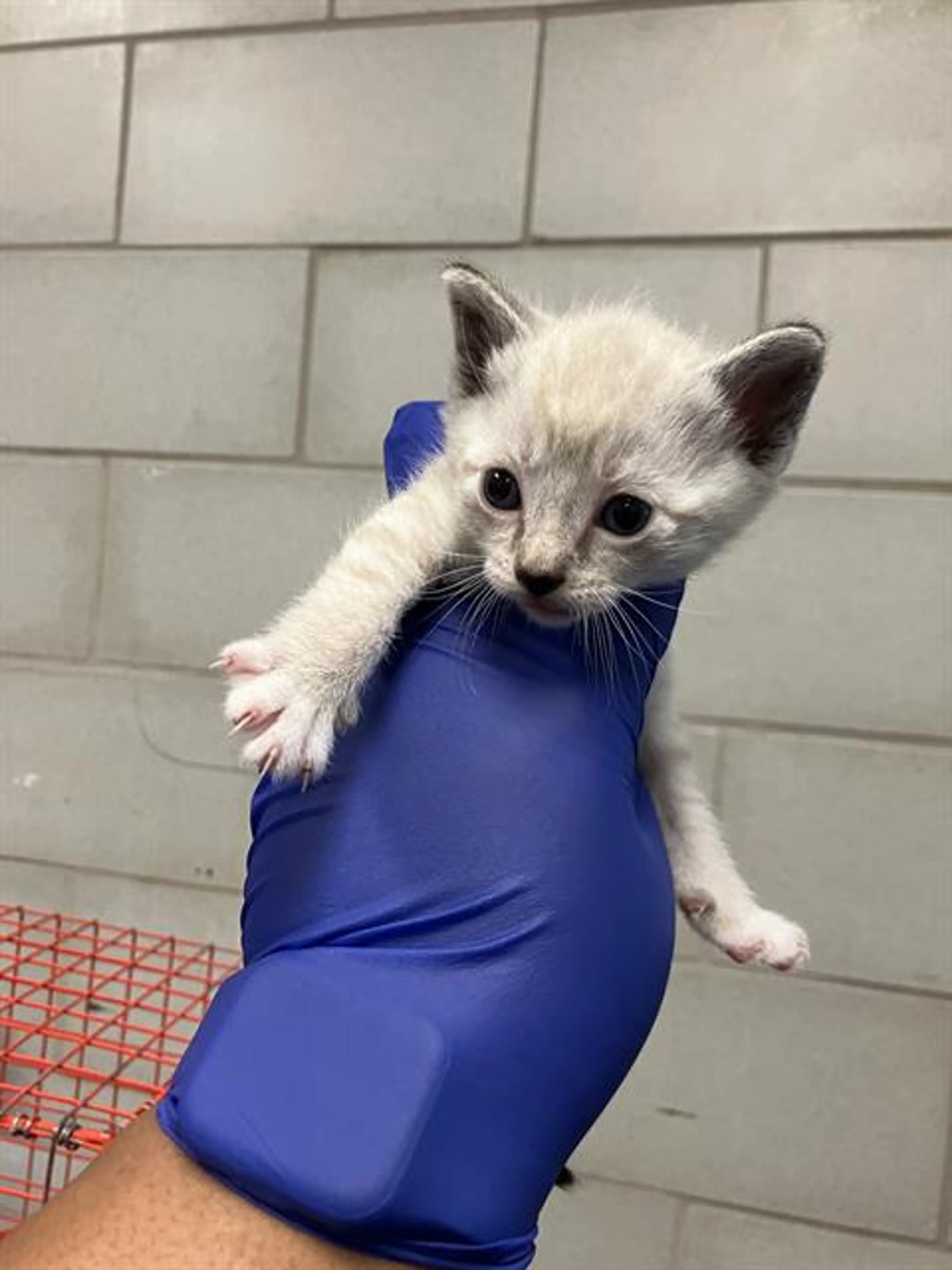 Found pet