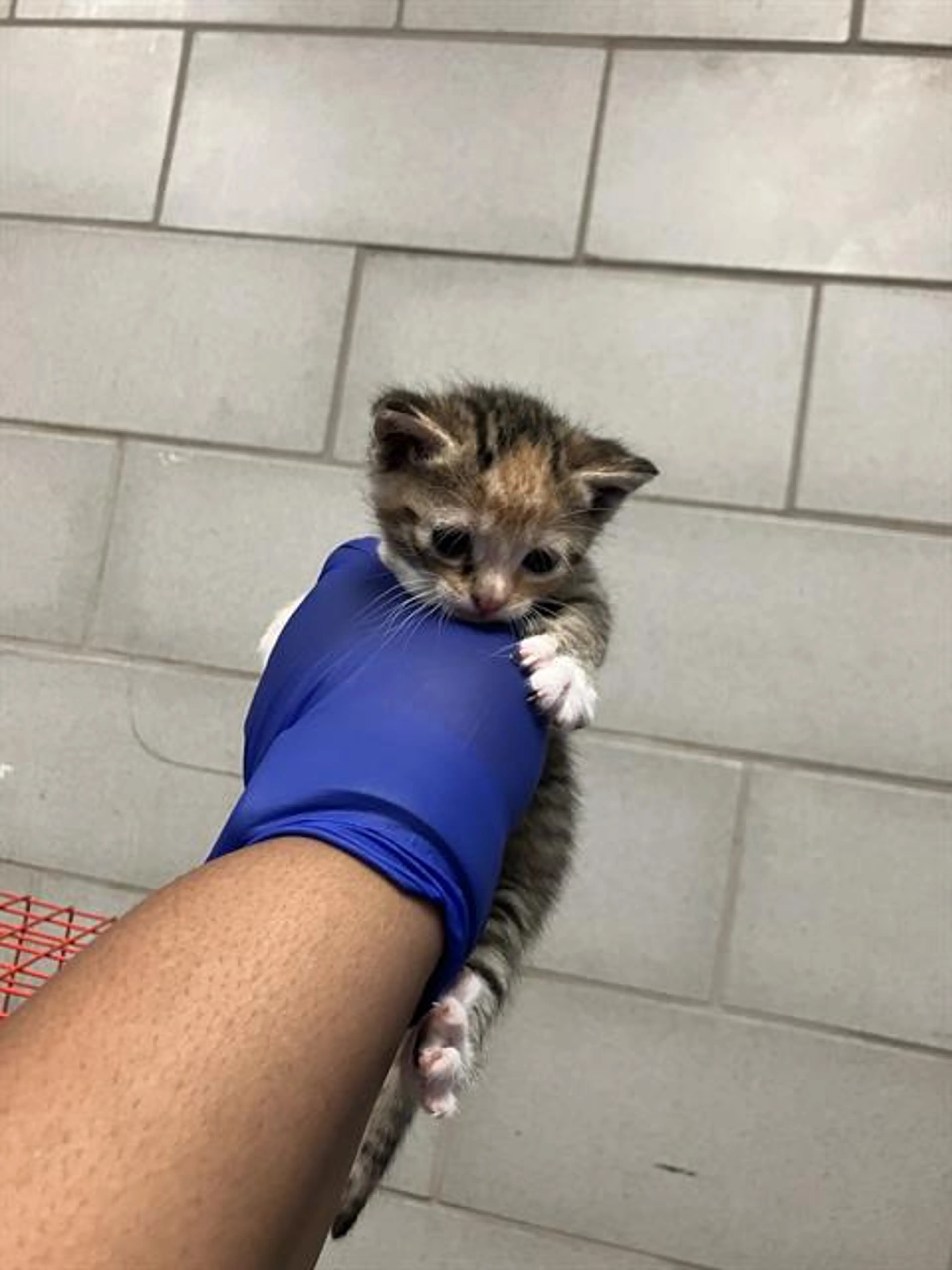 Found pet