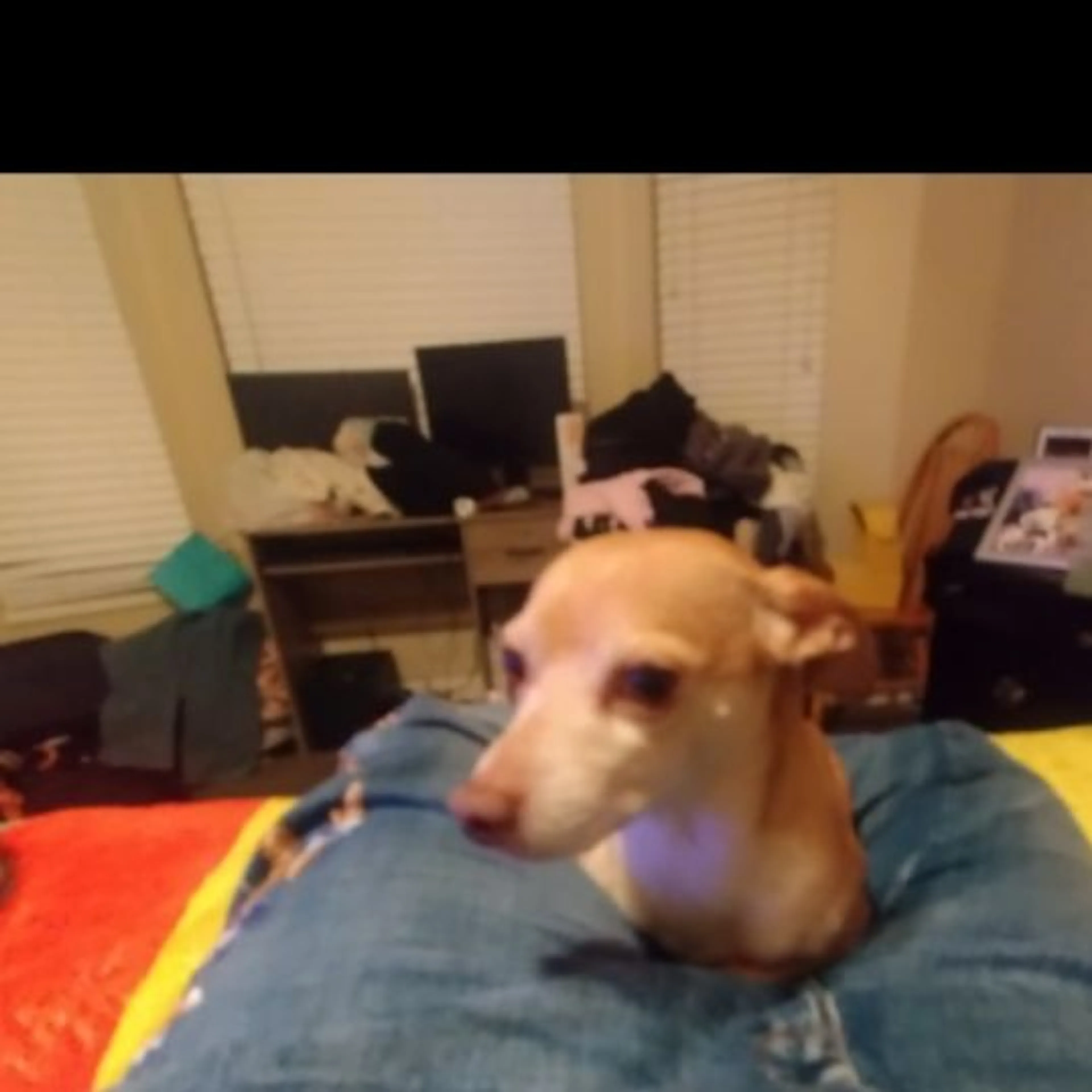 Lost pet