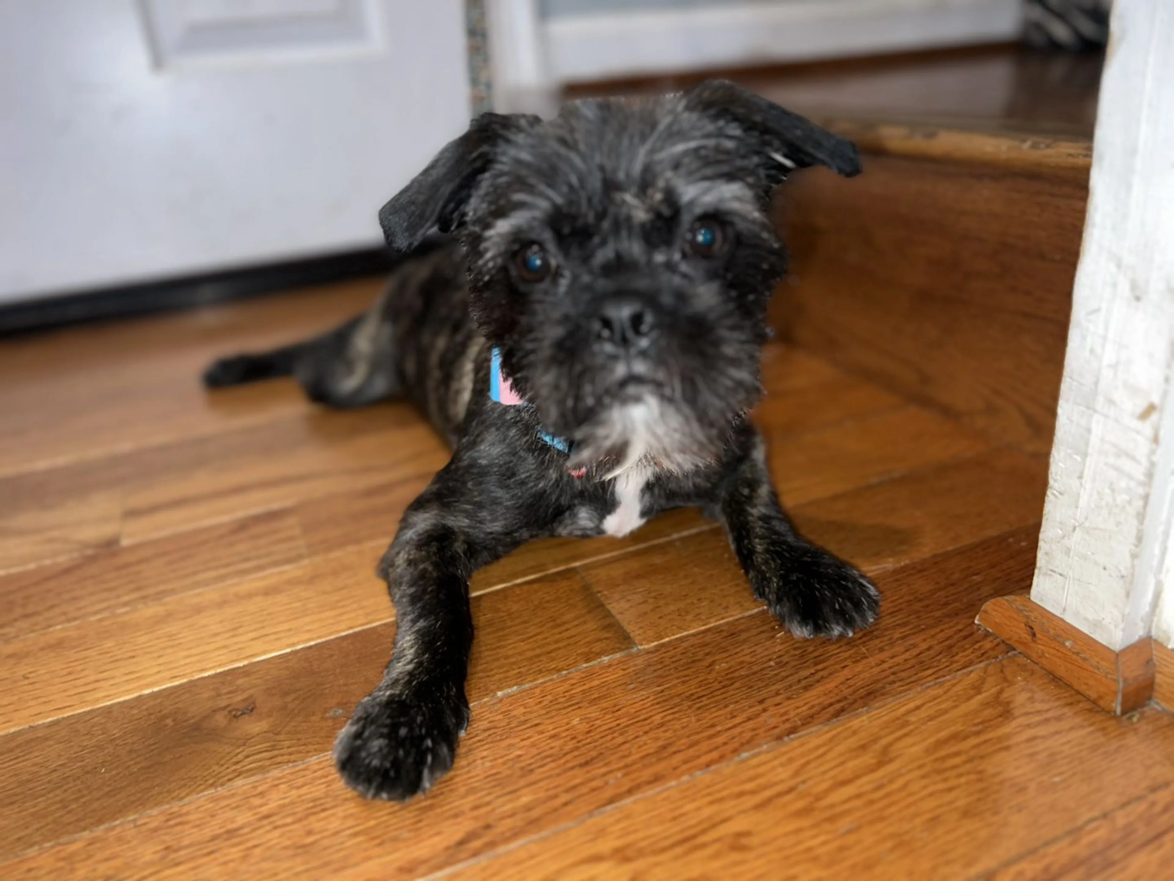 Lost pet-1