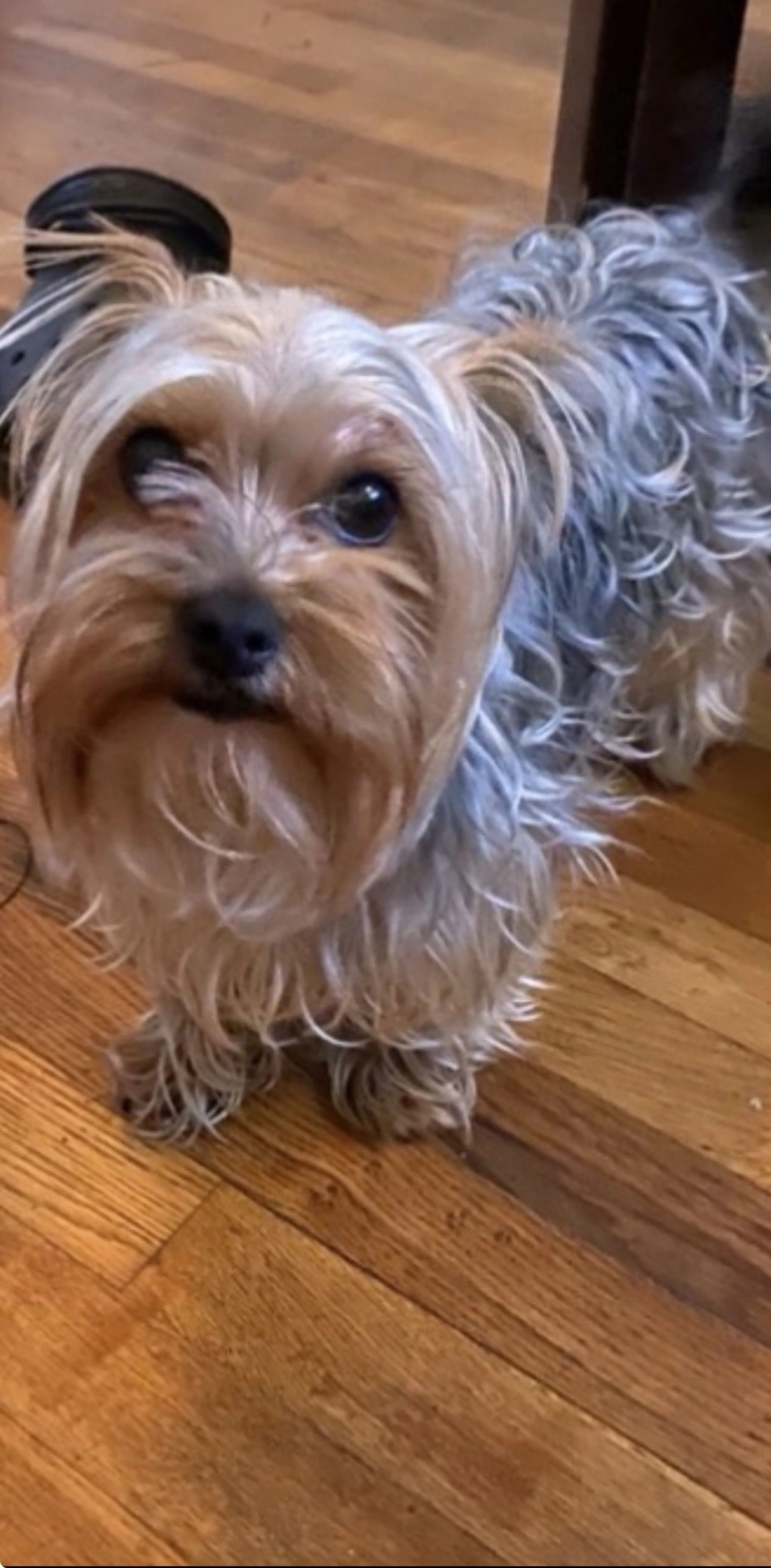Lost pet