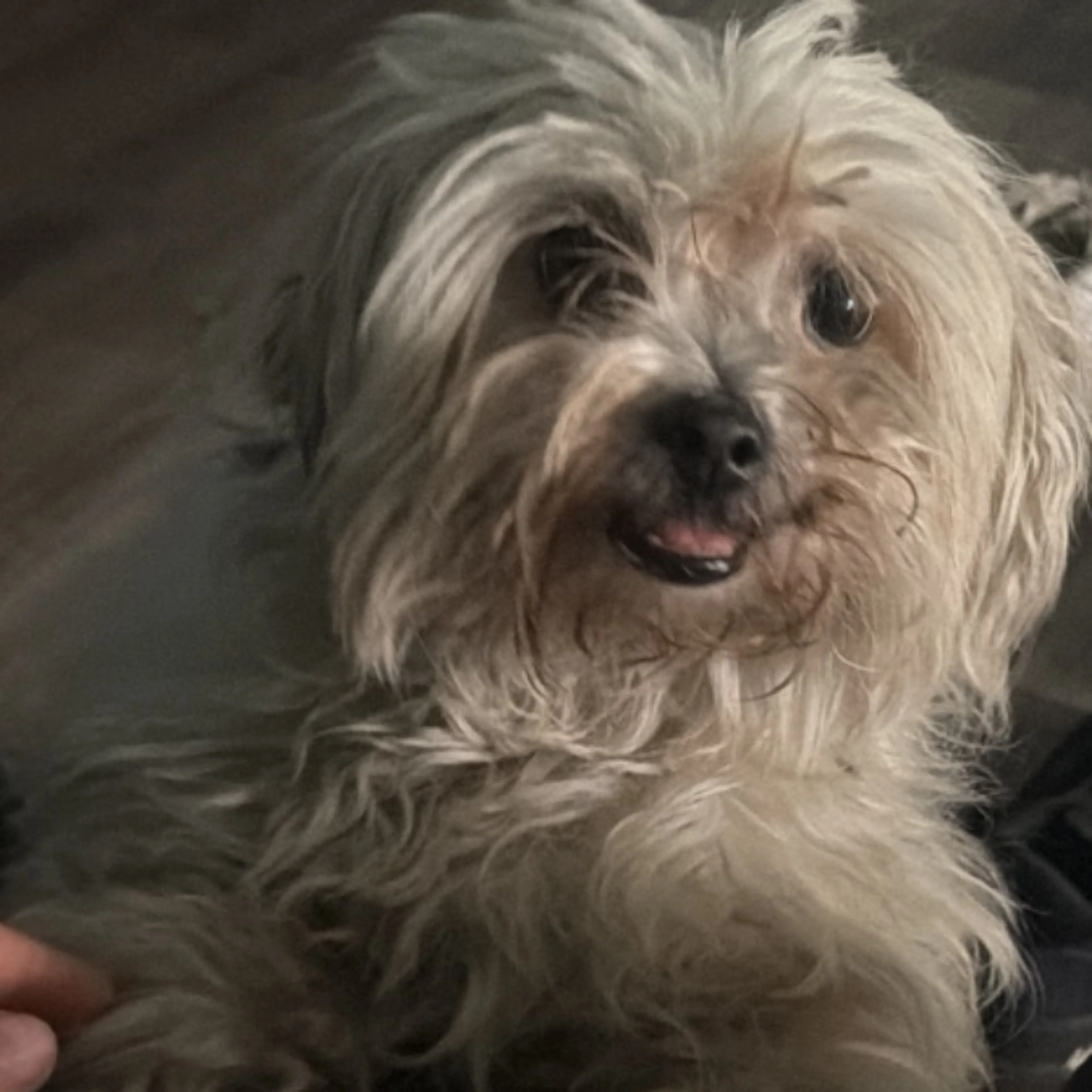 Found pet