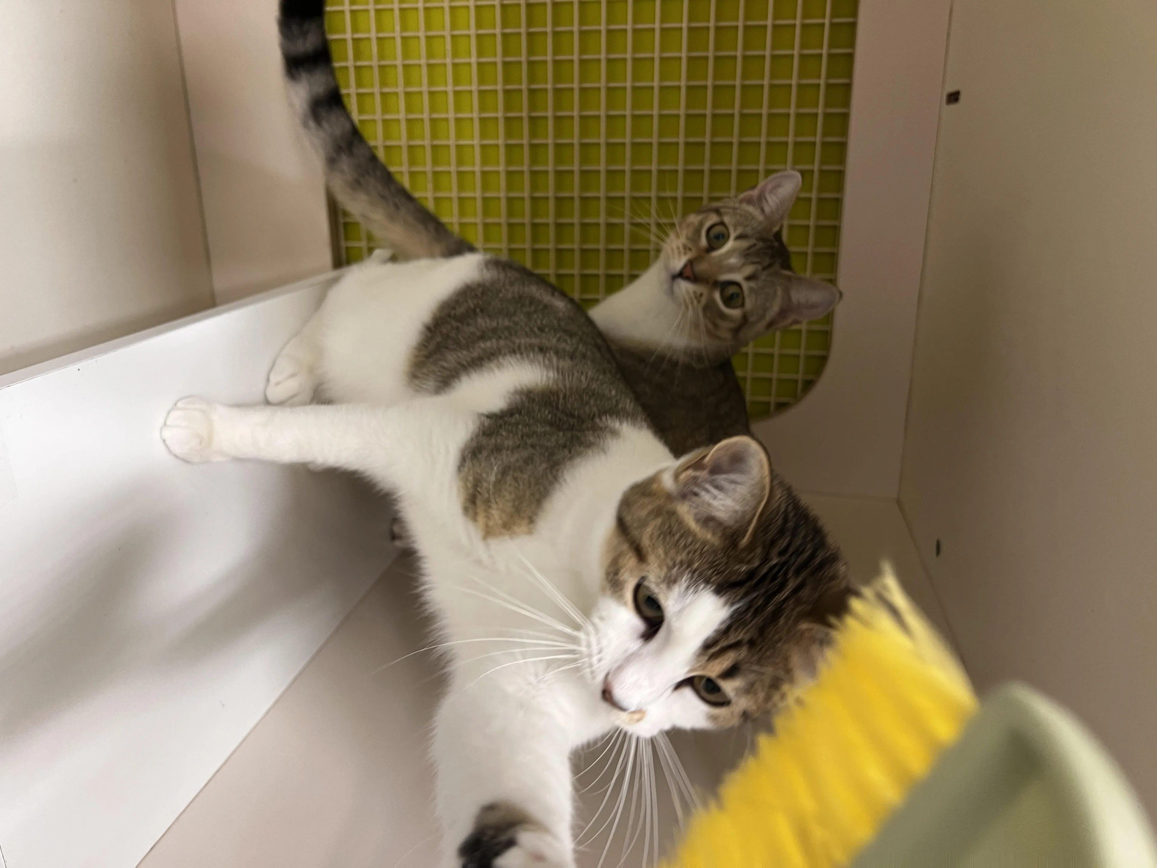 Found pet-4