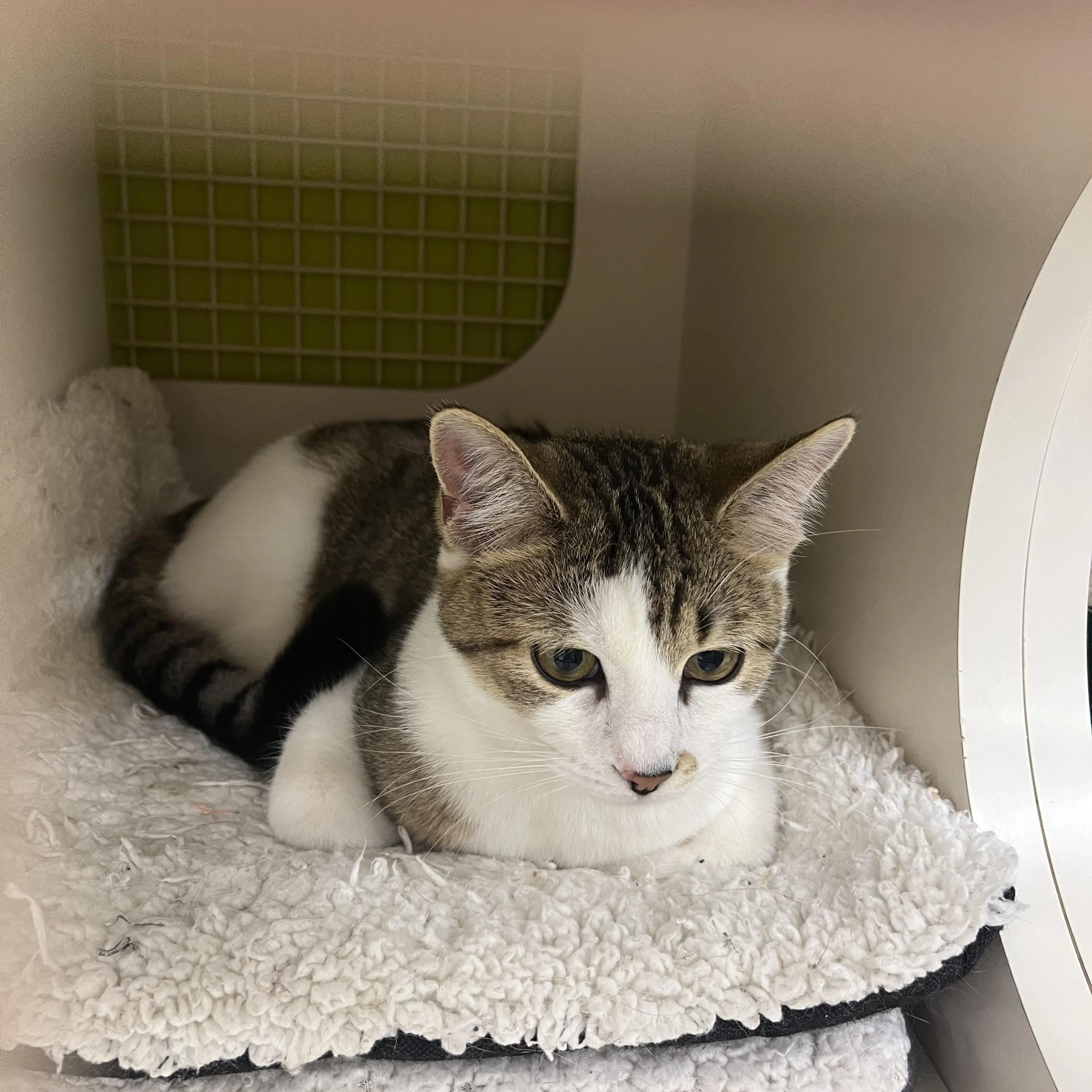 Found pet-5