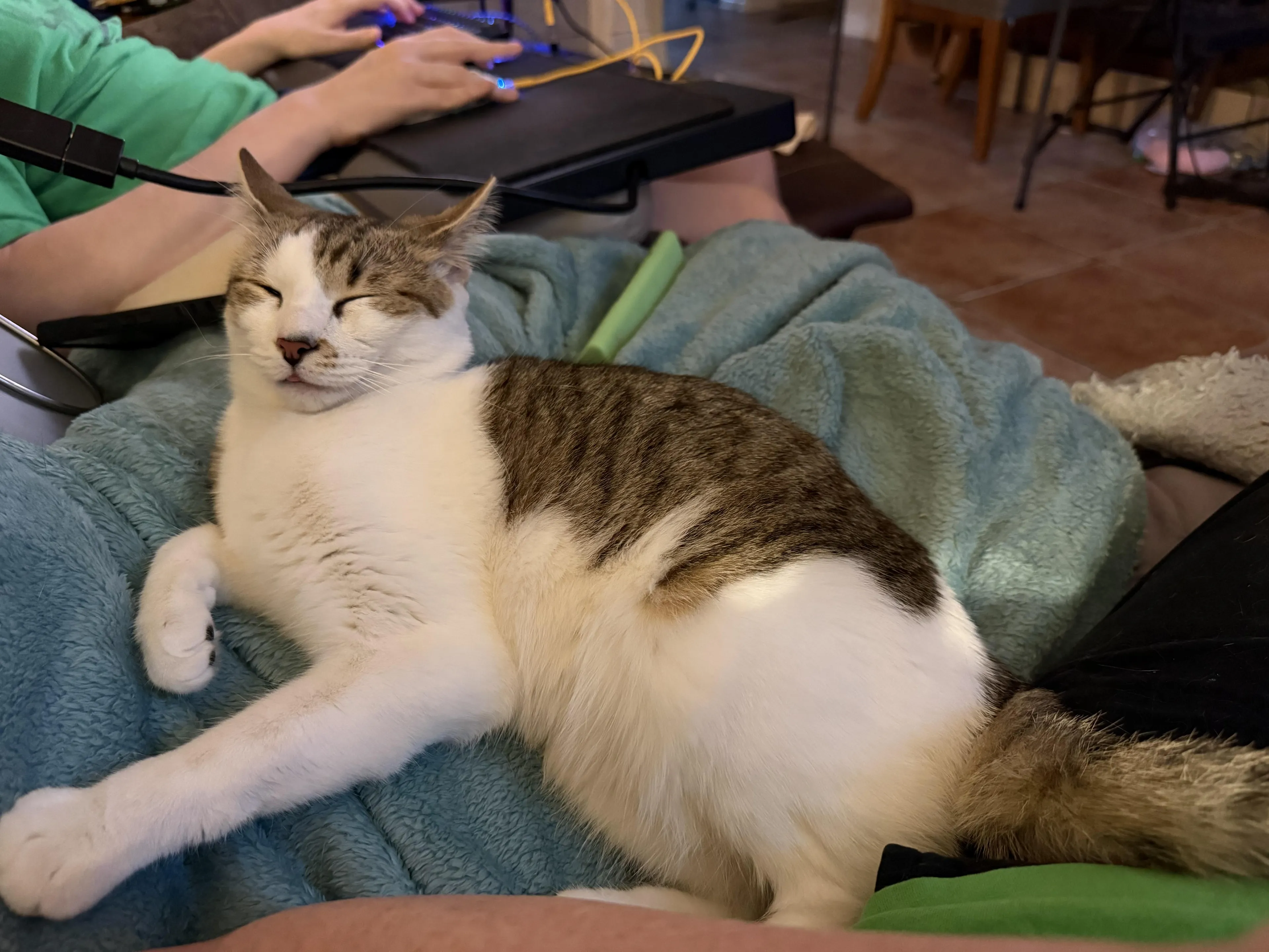 Found pet-0