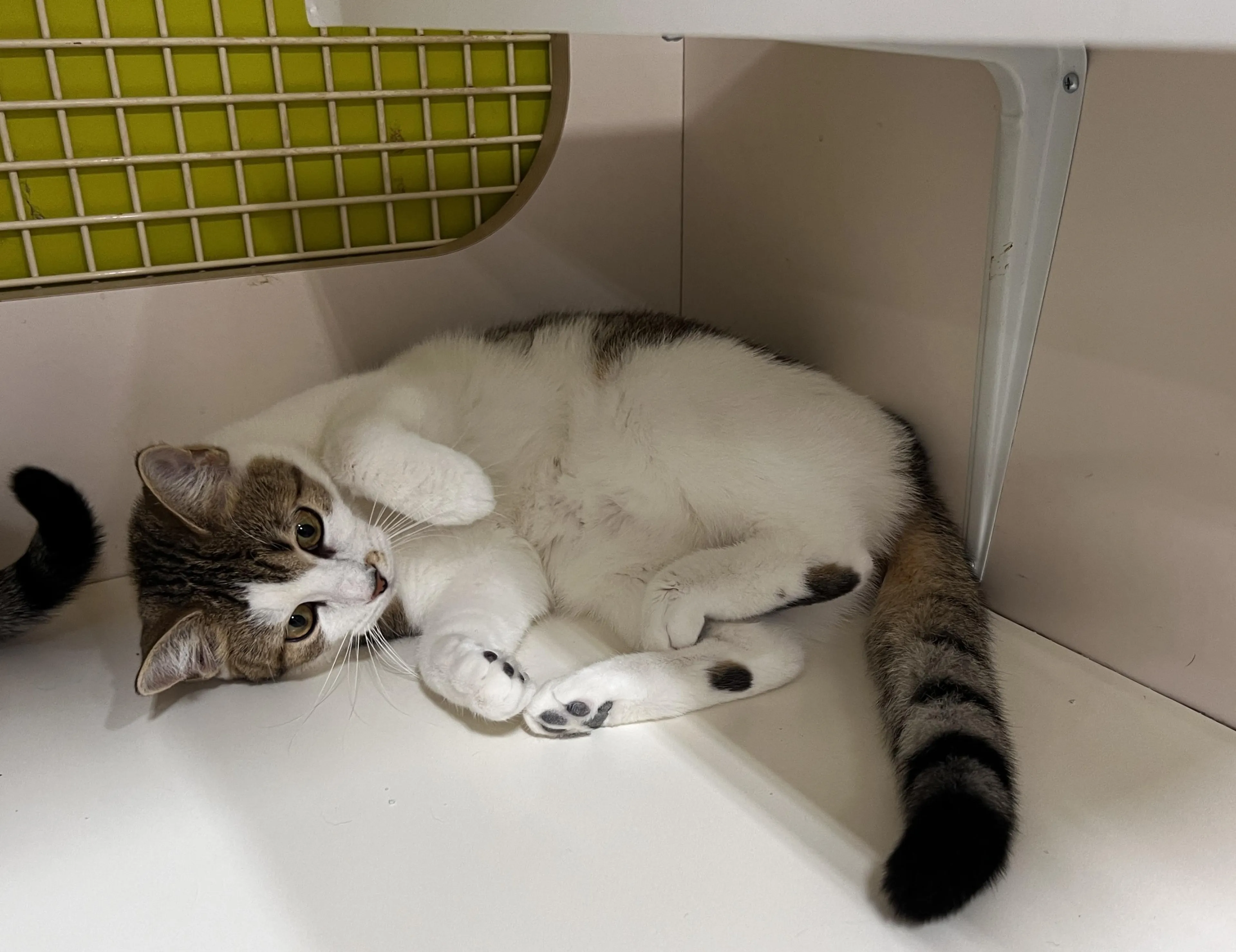 Found pet-2