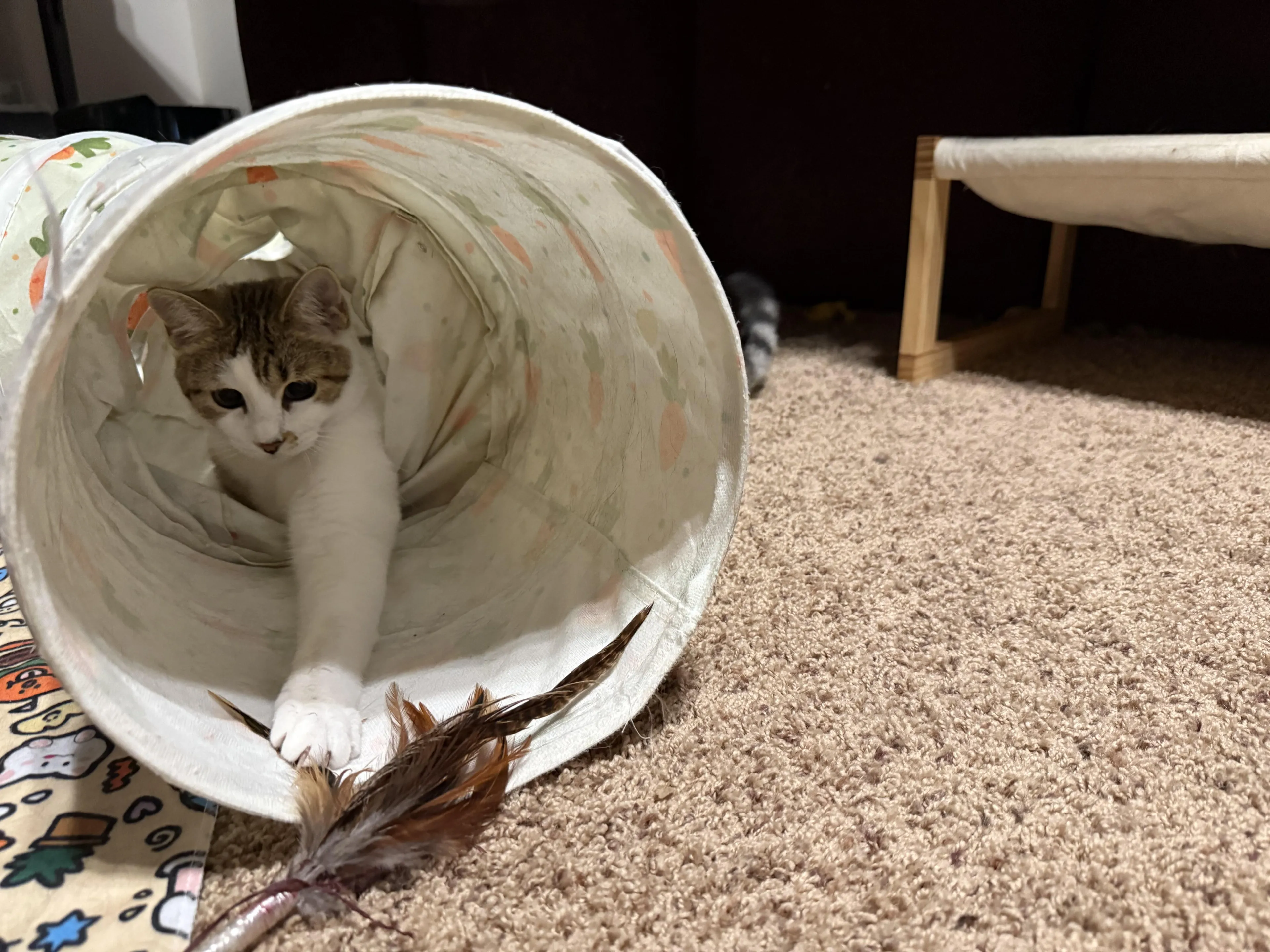 Found pet-3