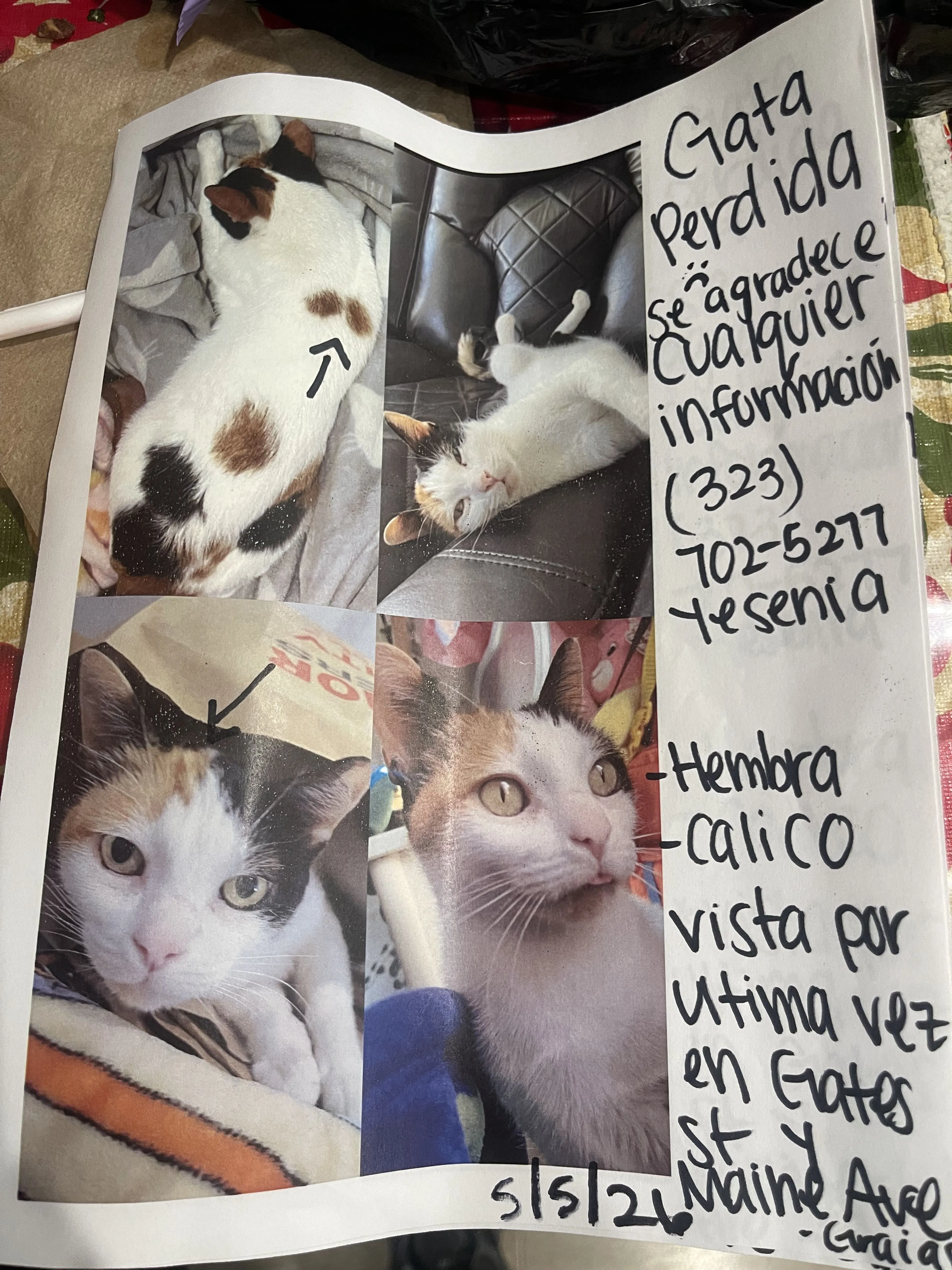 Lost pet
