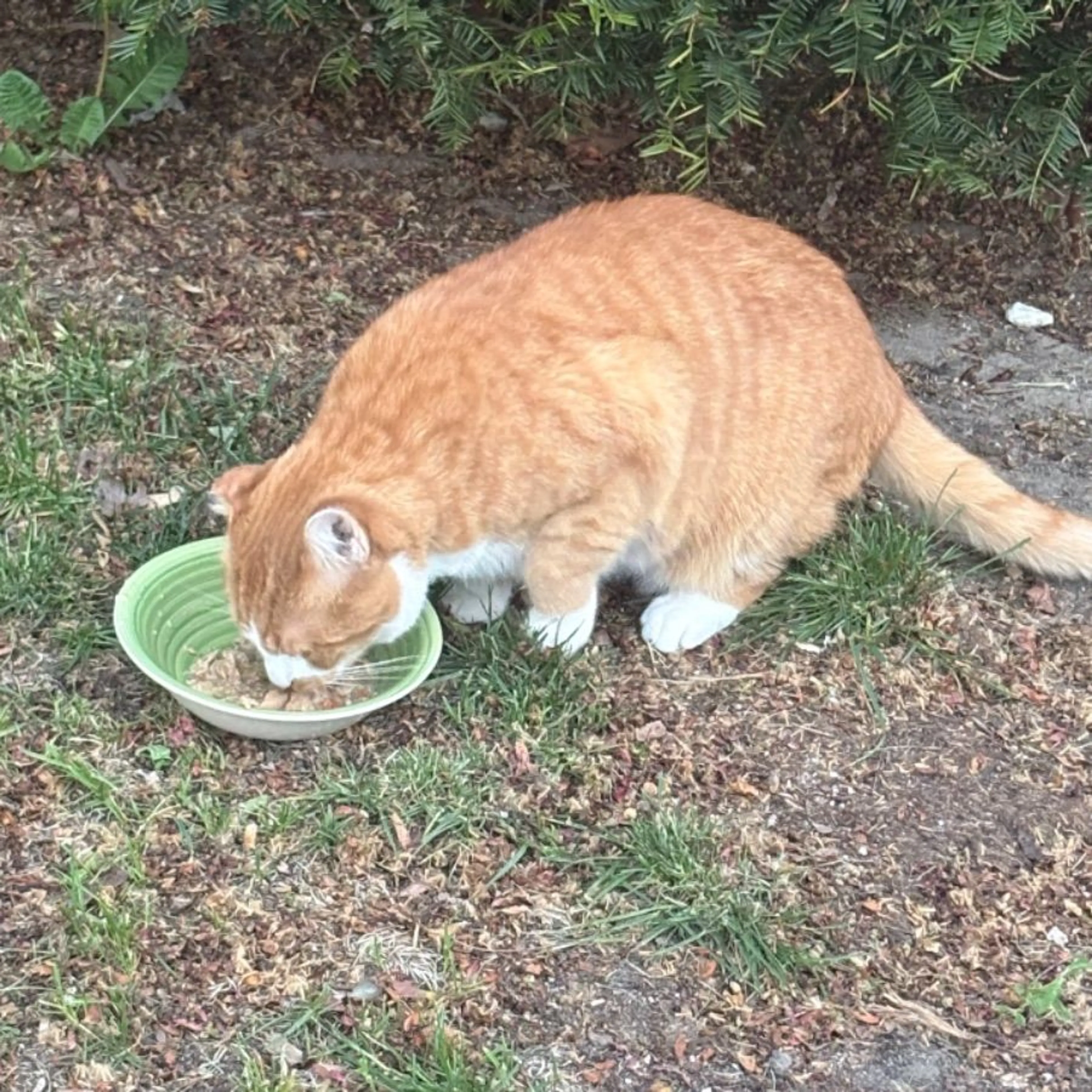 Found pet