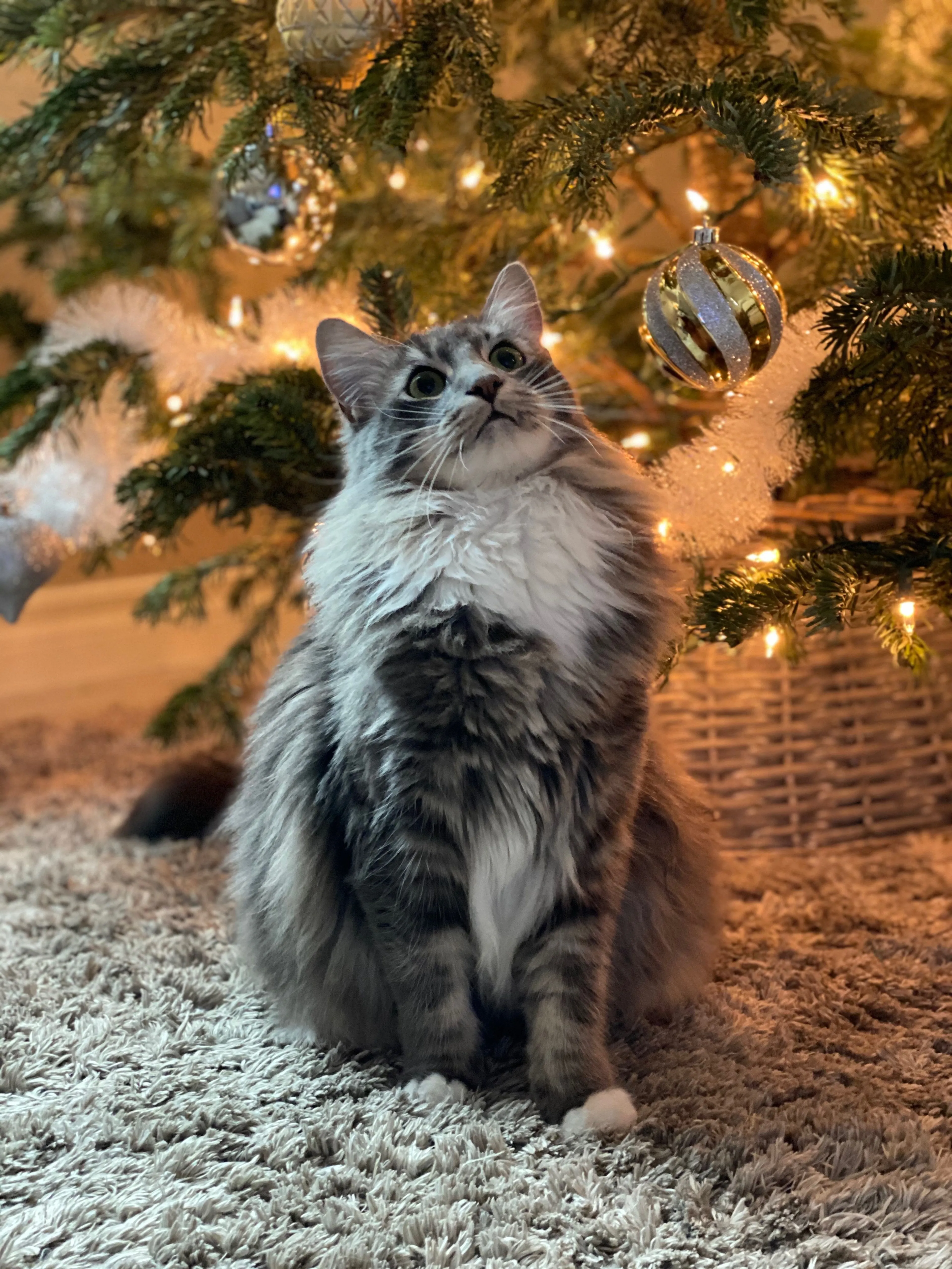Lost pet-3
