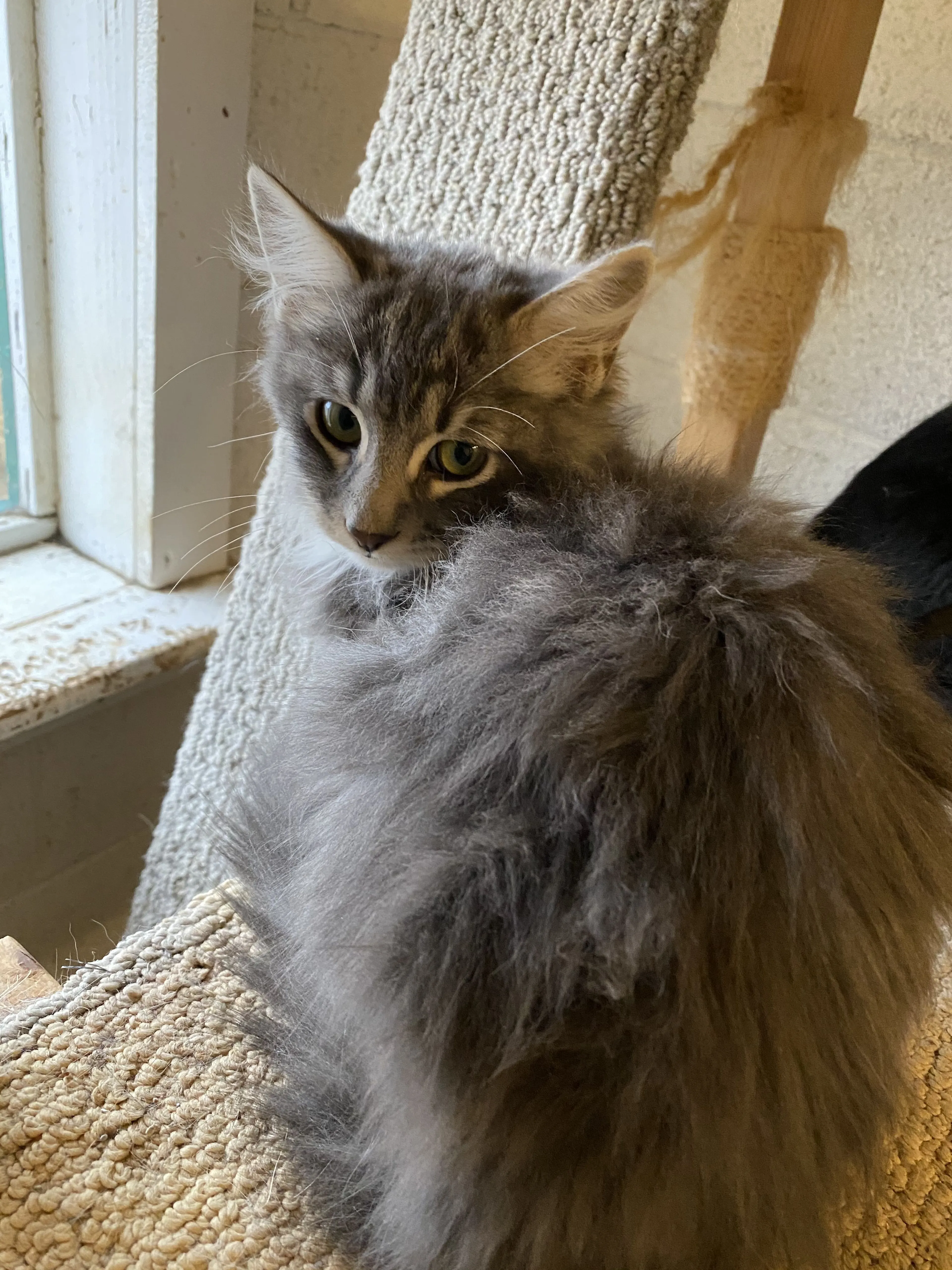 Lost pet-2