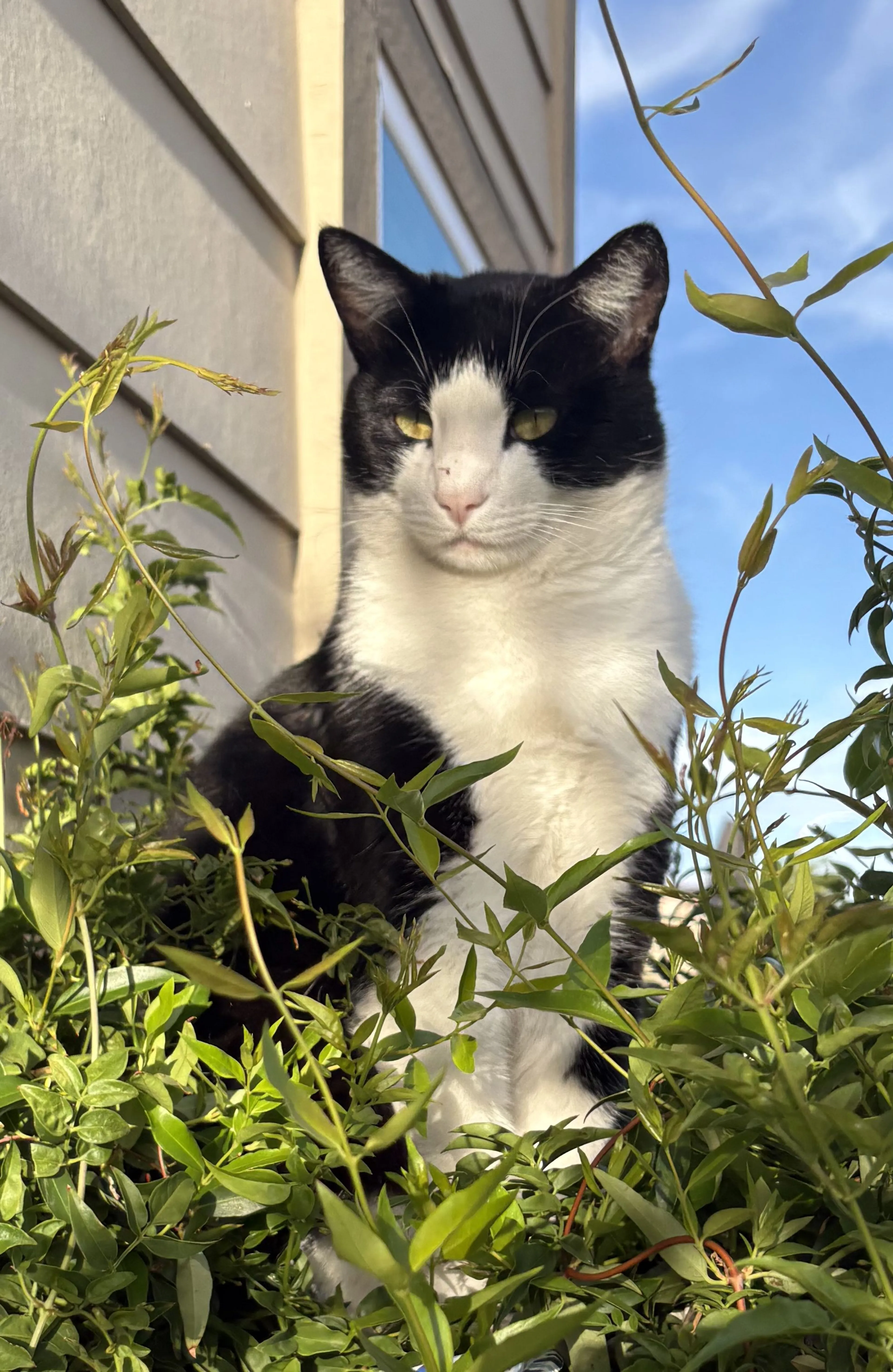 Lost pet-0