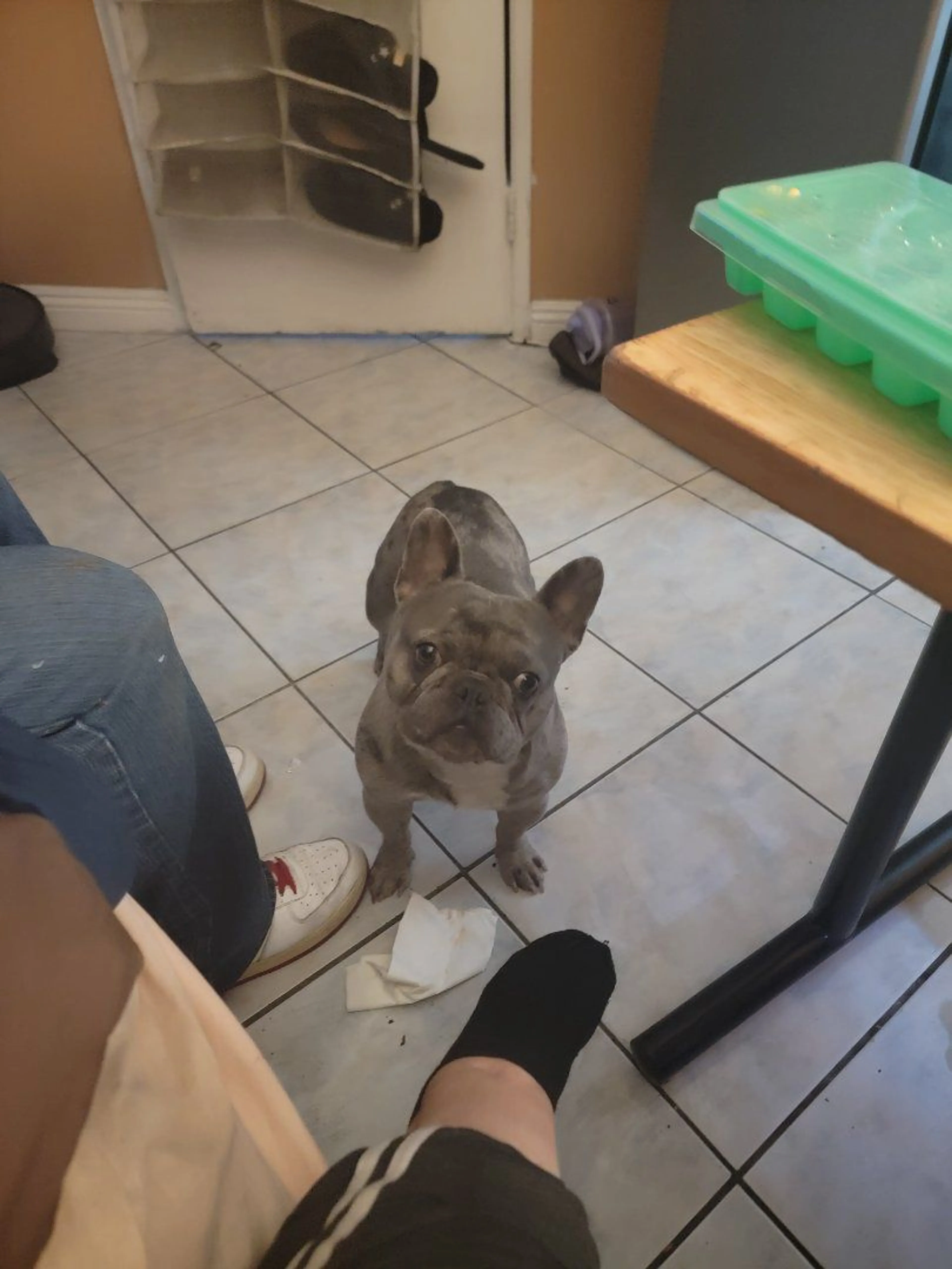 Lost pet