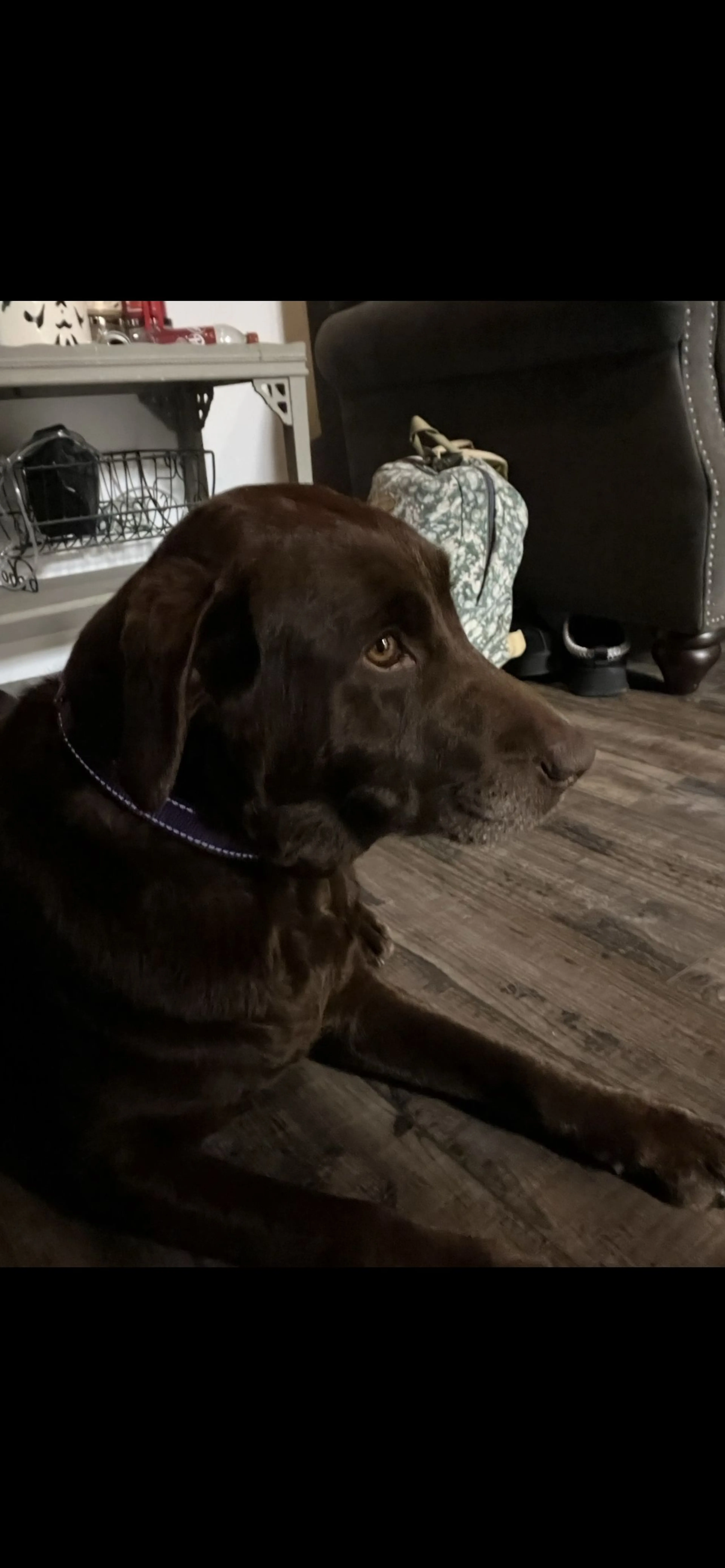 Lost pet