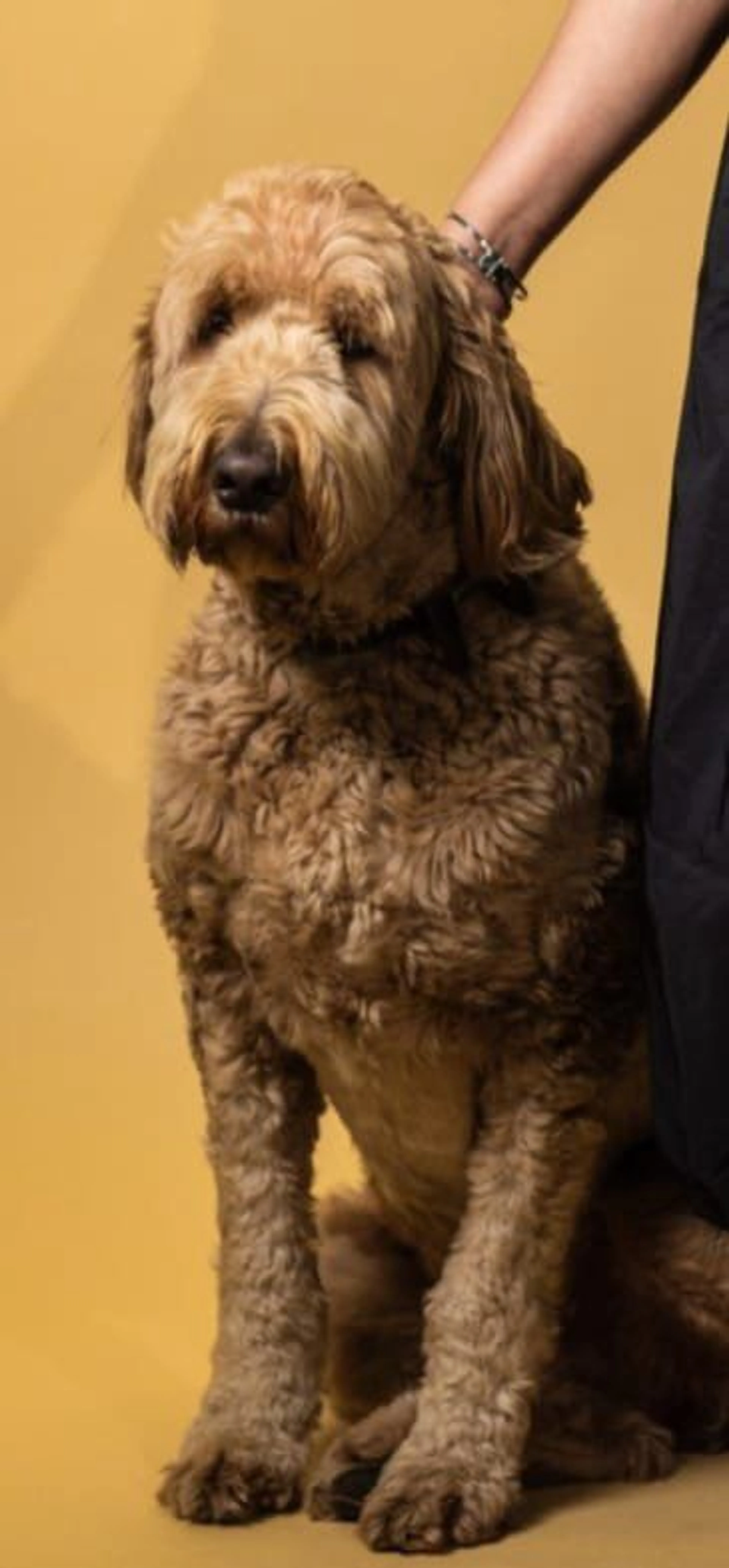 Lost pet