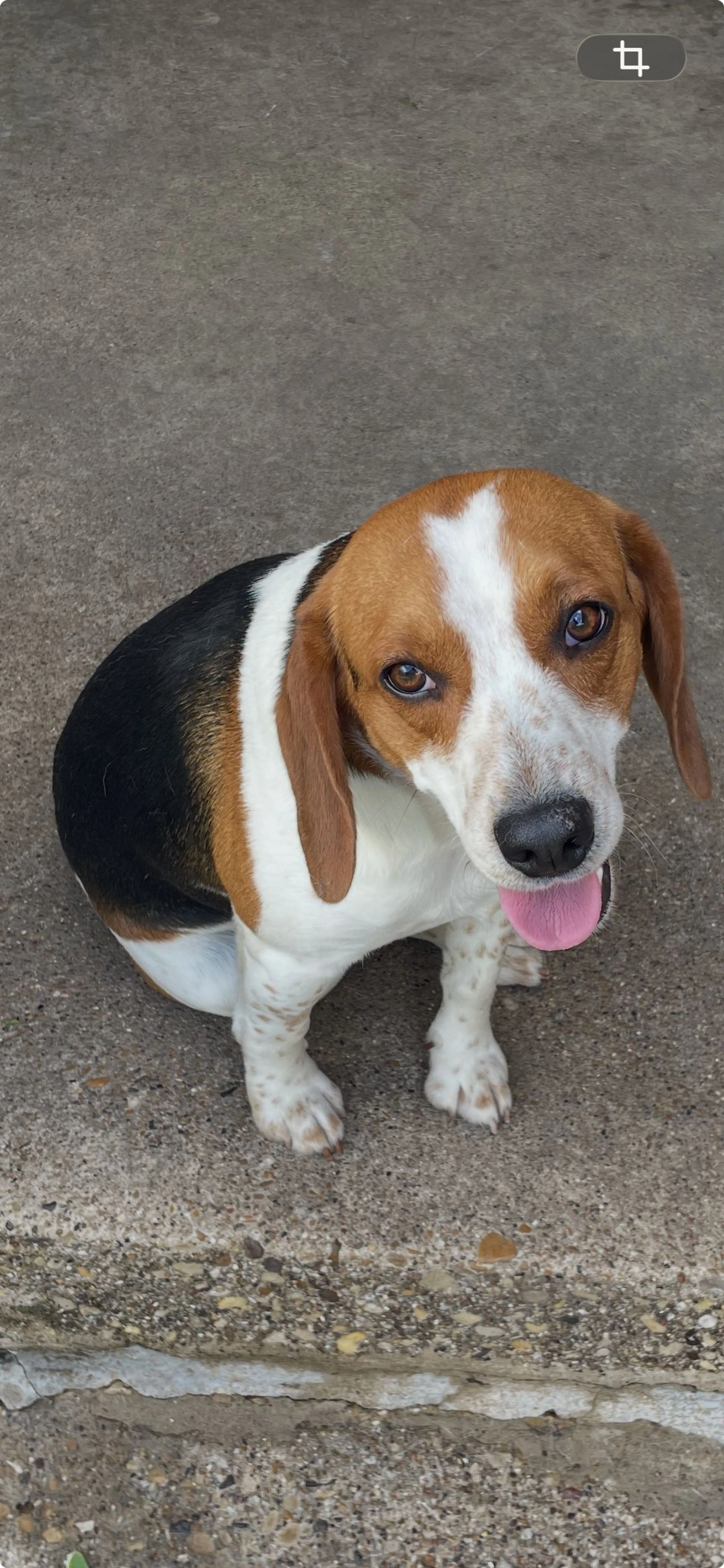 Lost pet