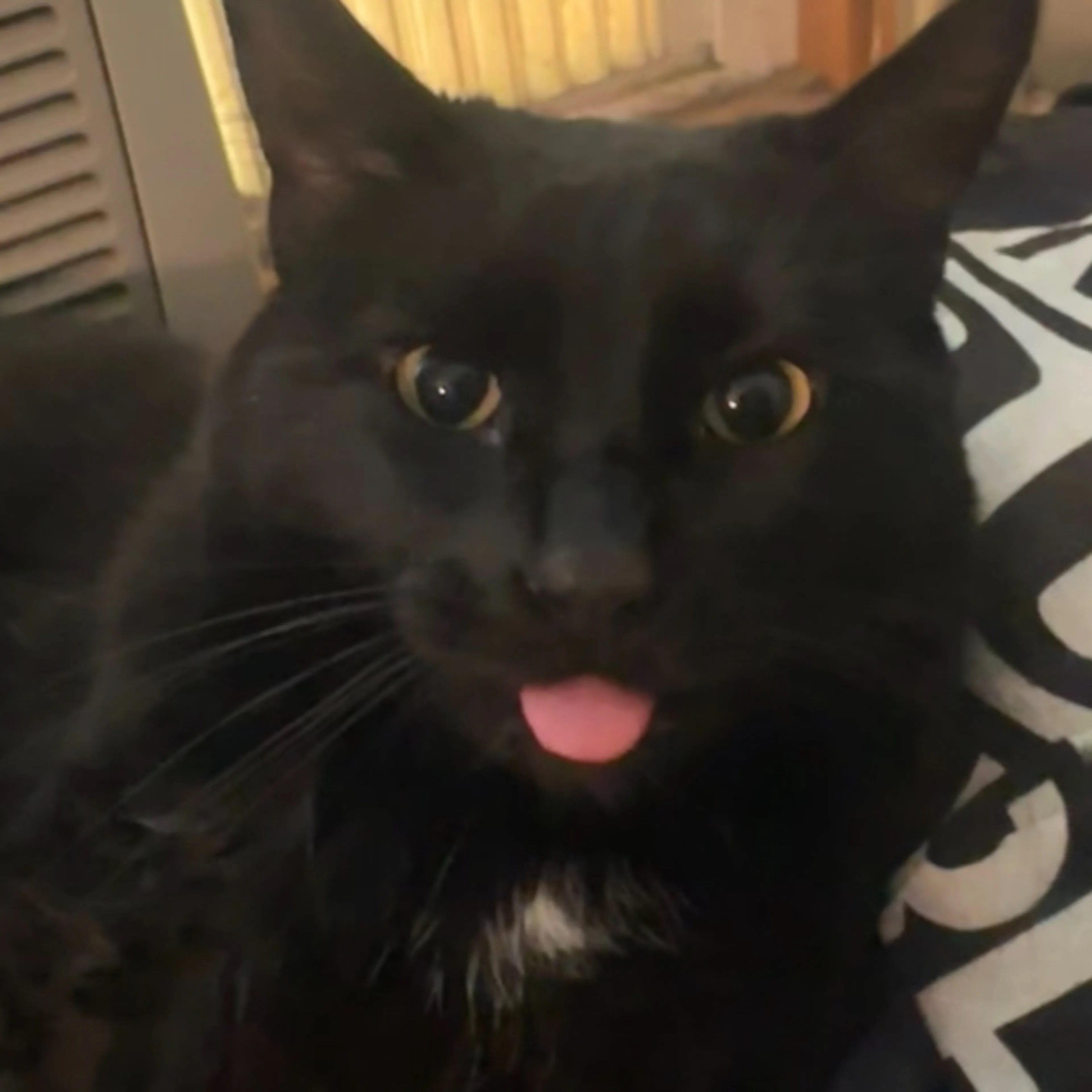Lost pet-2