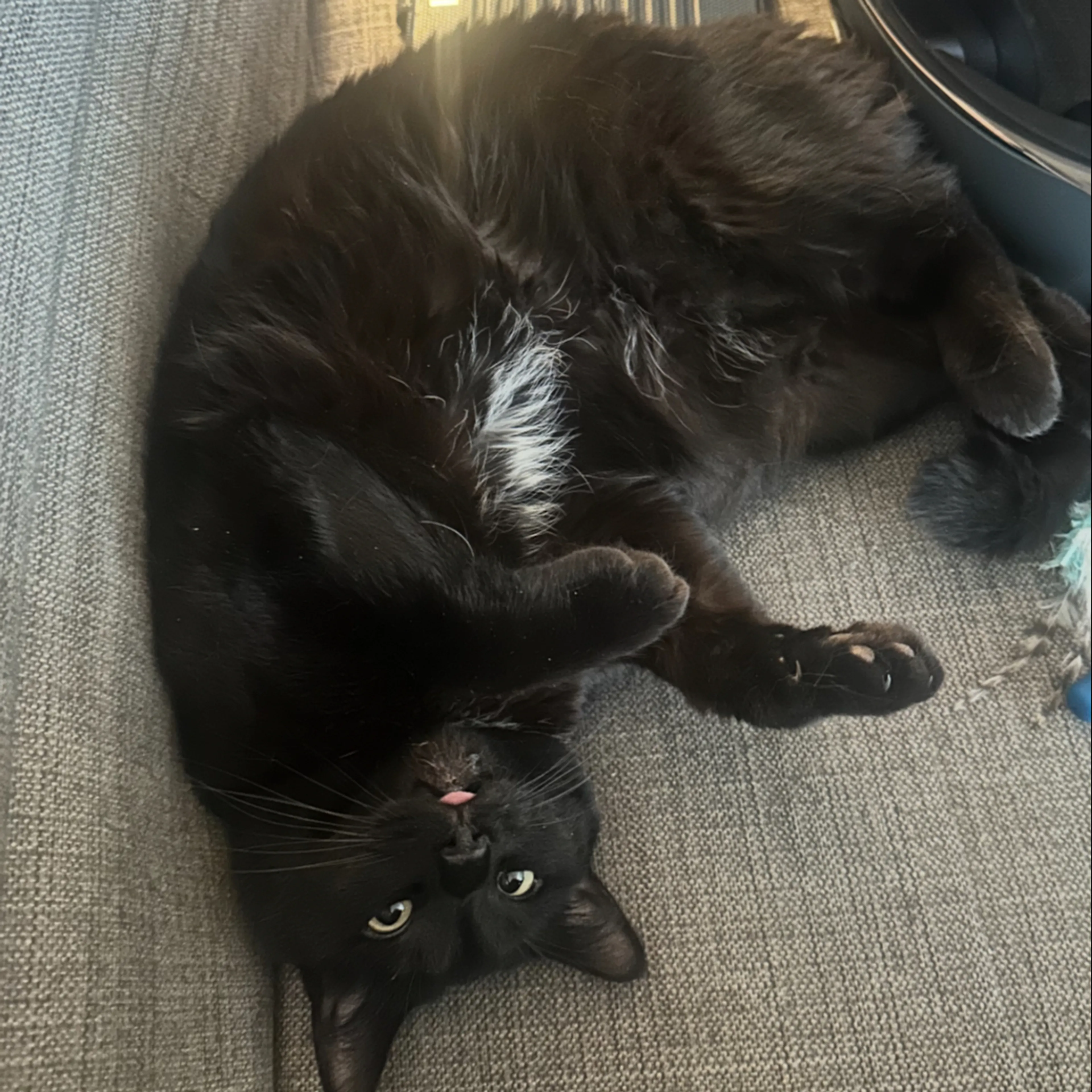 Lost pet-1