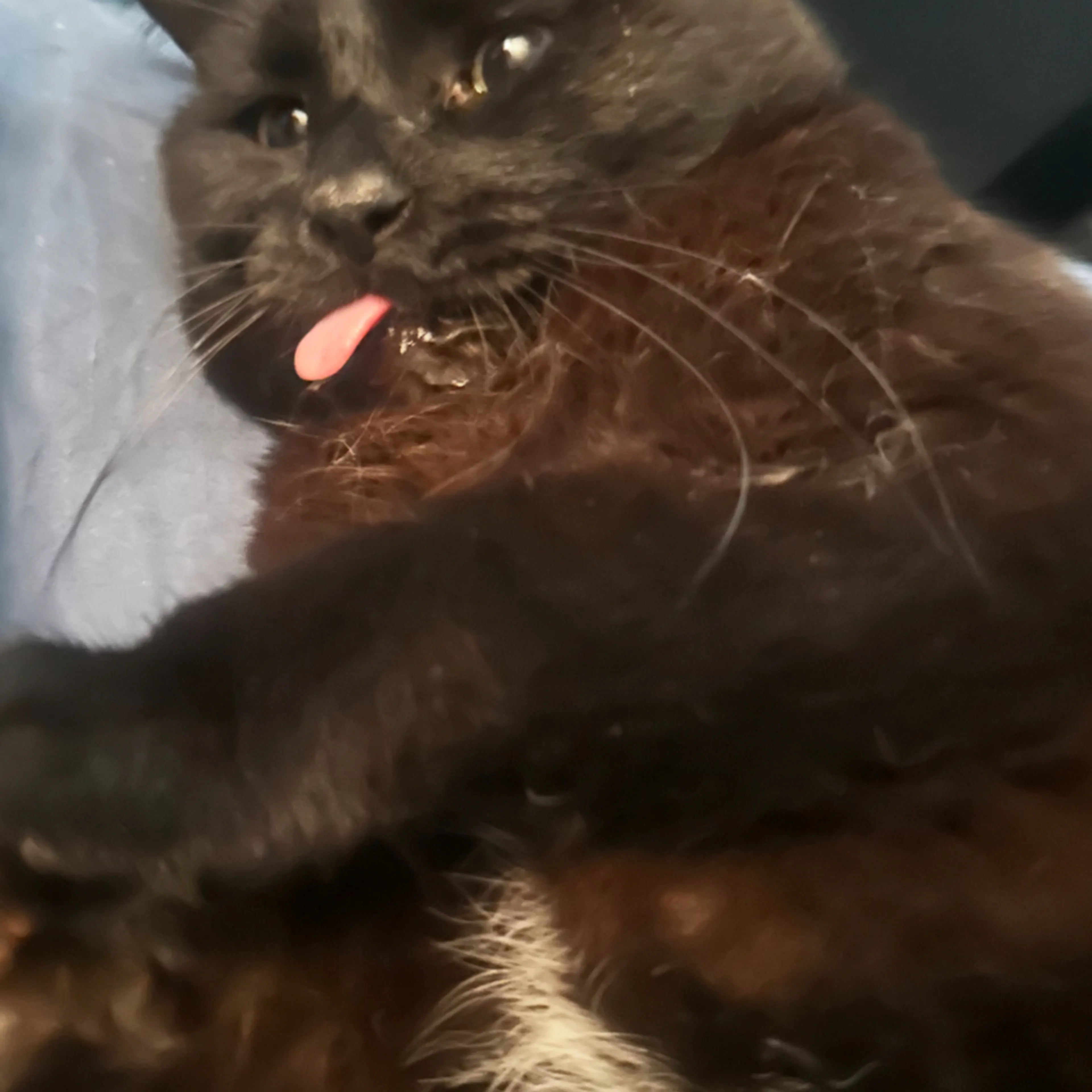 Lost pet-3
