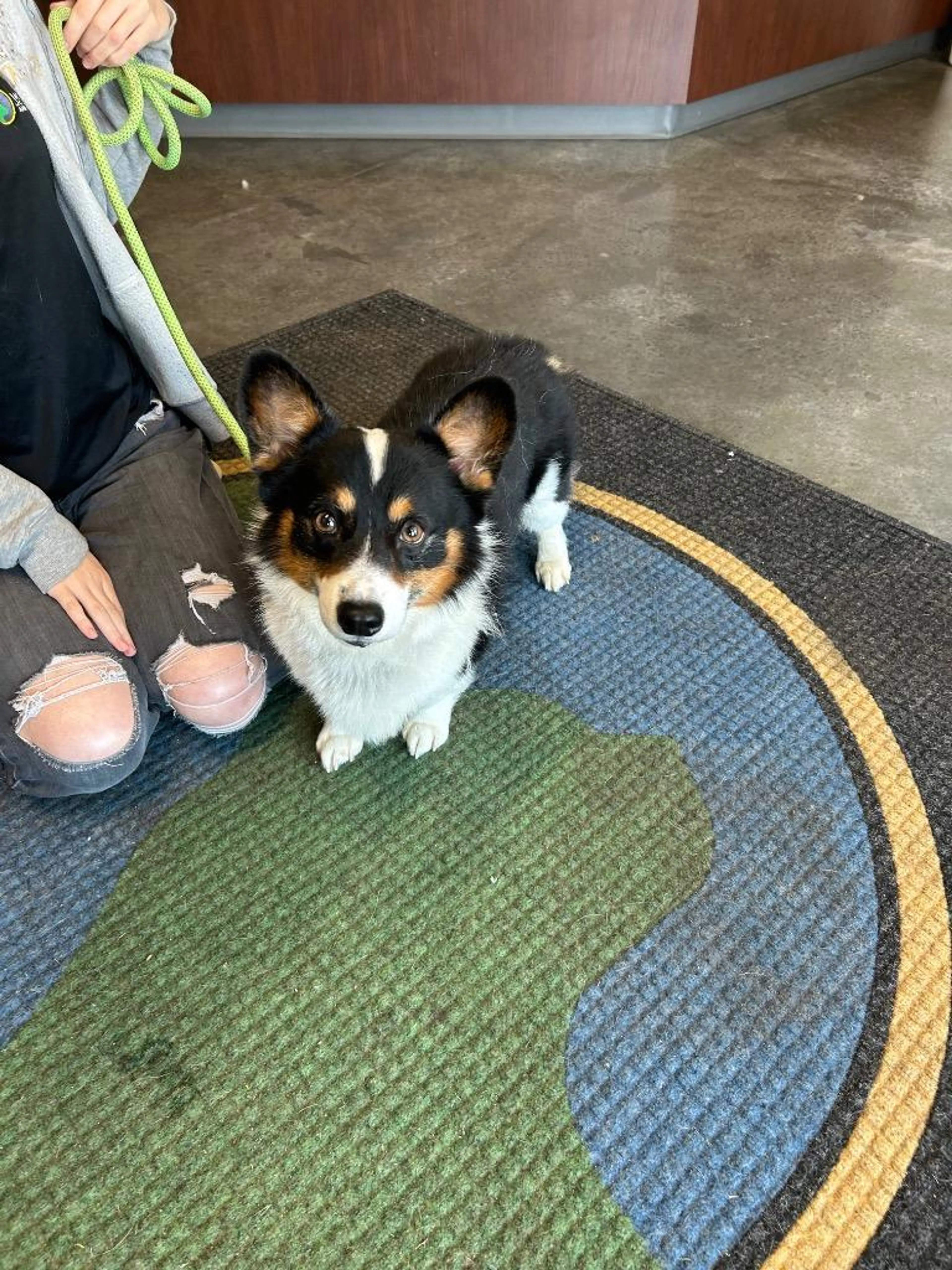 Found pet